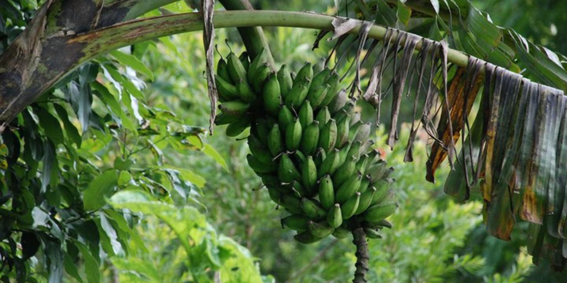 First ever banana crop contingency plan published