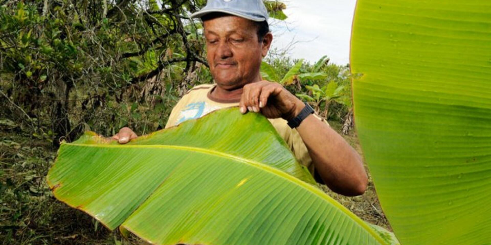 Crank it up! Researchers discover that banana plants enjoy thermotherapy