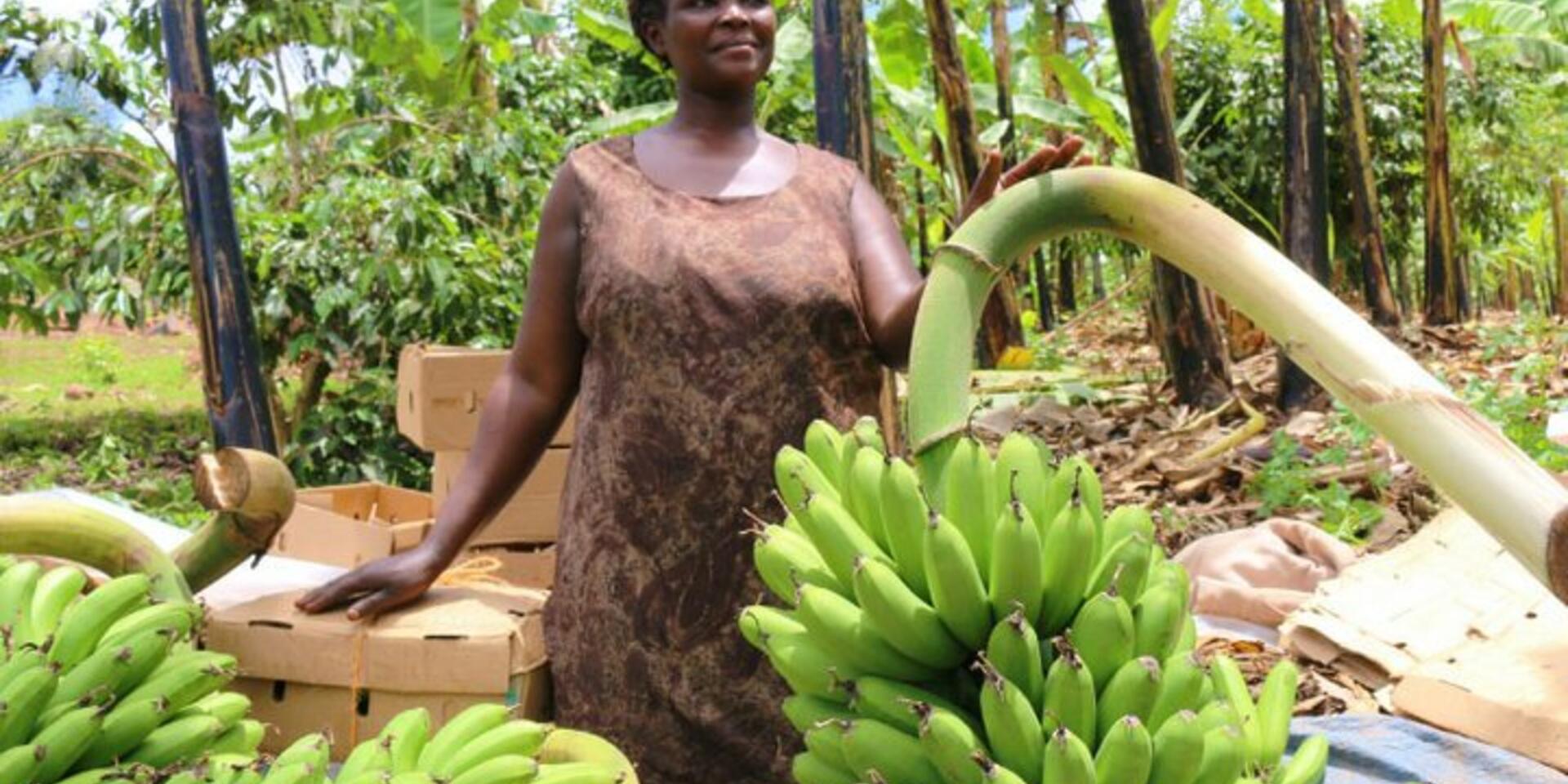 Innovation injects income opportunities into the banana value chain