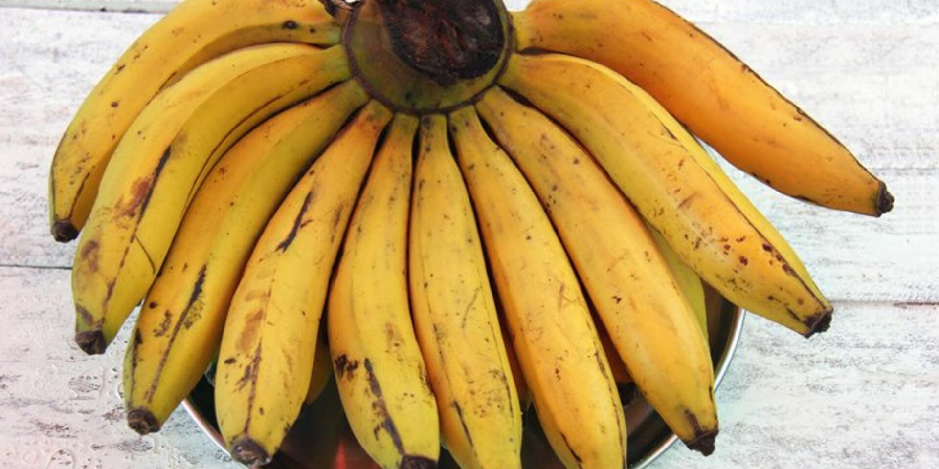 Bananos y cambio clim&aacute;tico: qu&eacute; va a pasar con una de las frutas preferidas en el mundo?