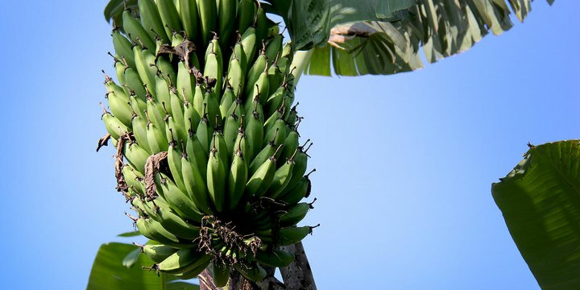 New insights into banana genetics
