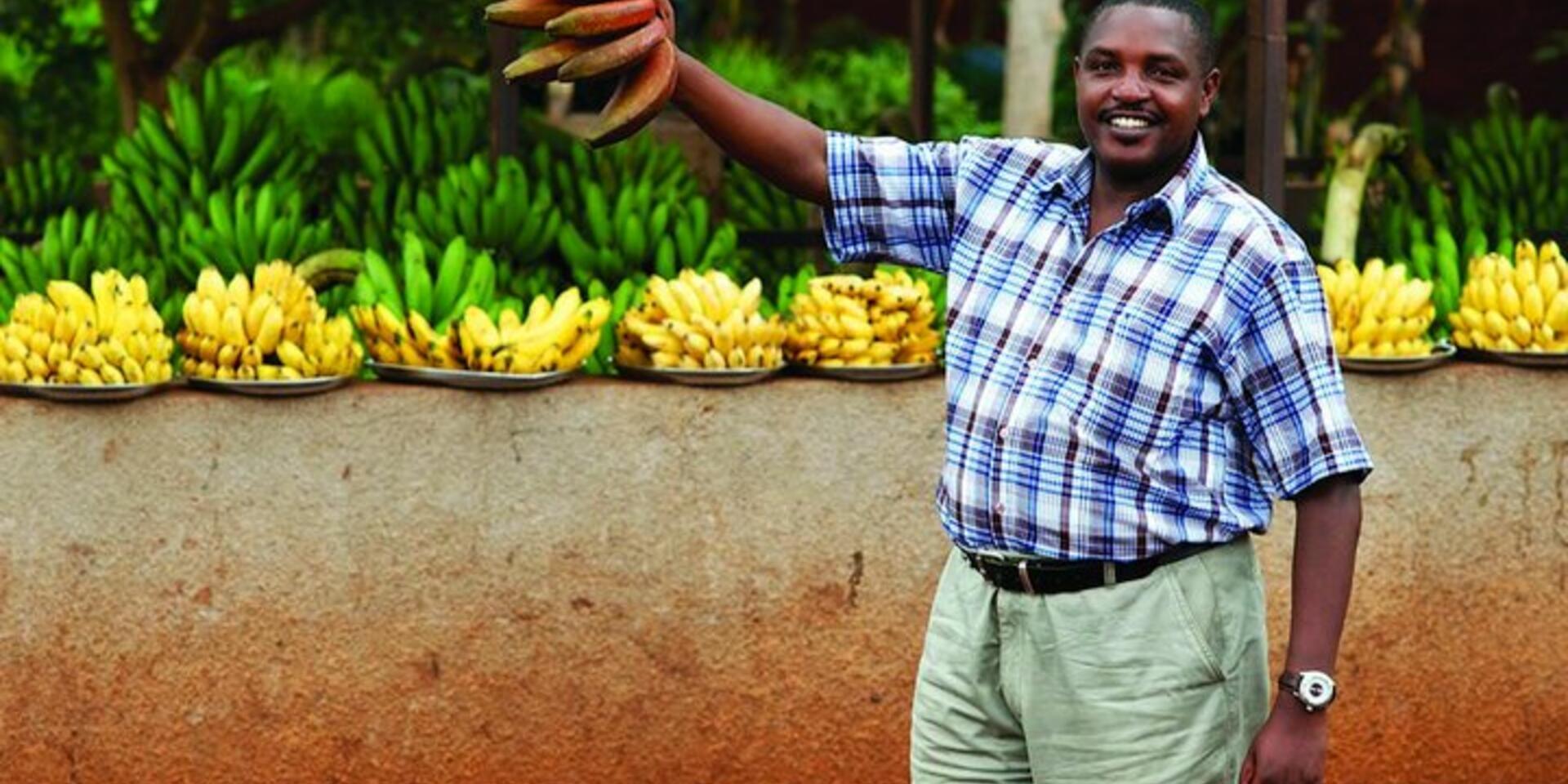 Preventing micronutrient deficiencies through vitamin A-rich bananas