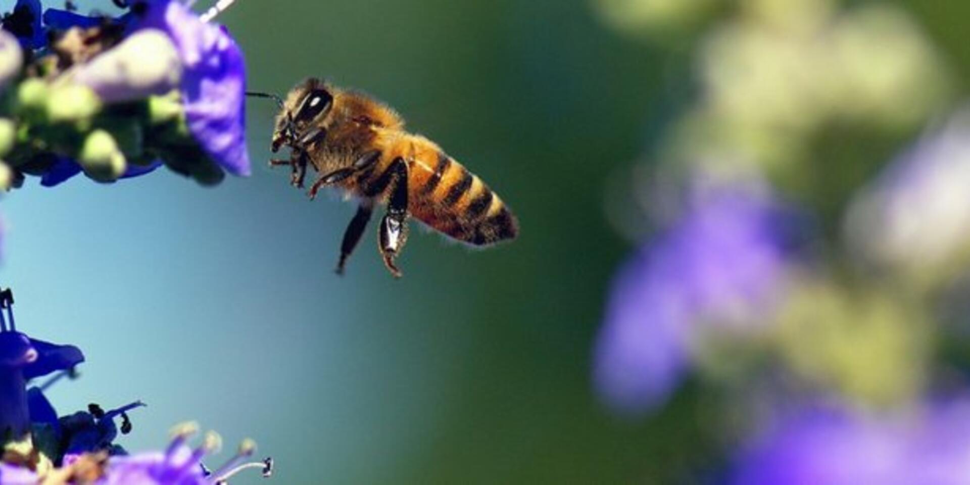 Why biodiversity is key to global food security