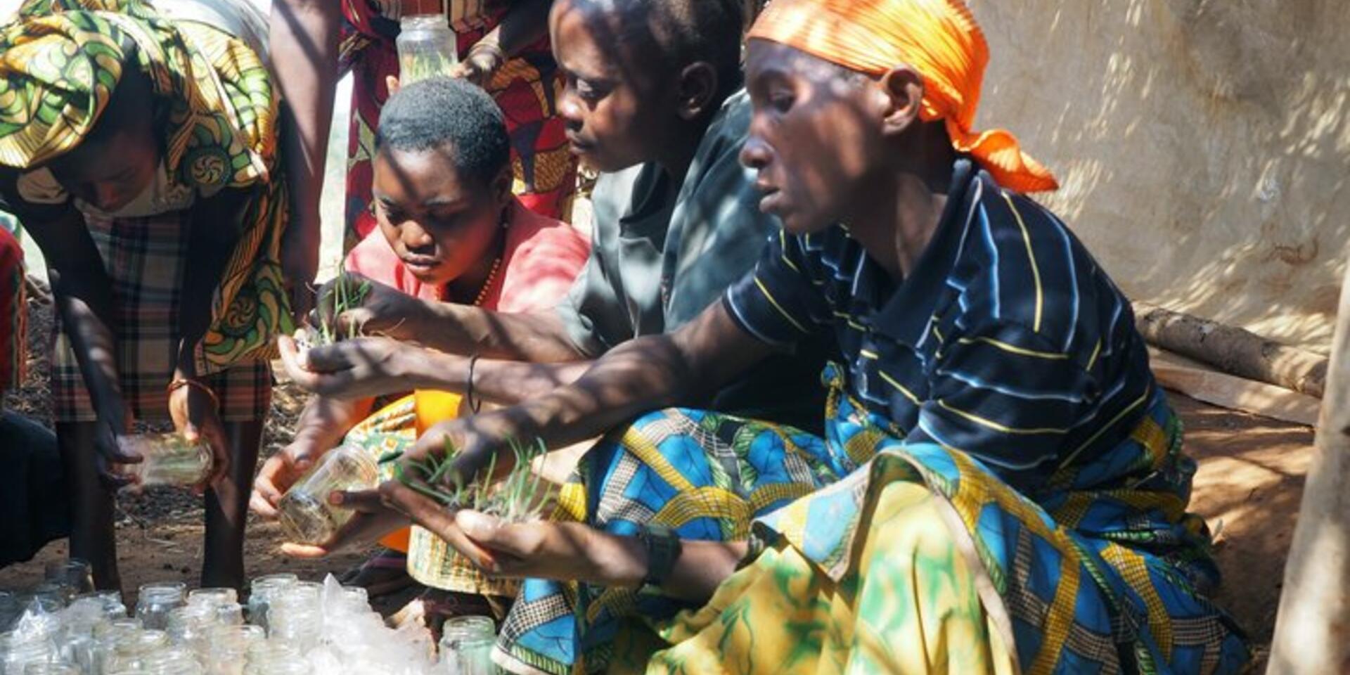 How does gender influence banana disease management?