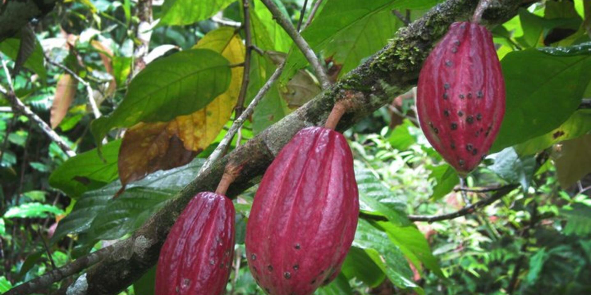 Bringing Biodiversity into the Green Revolution Equation