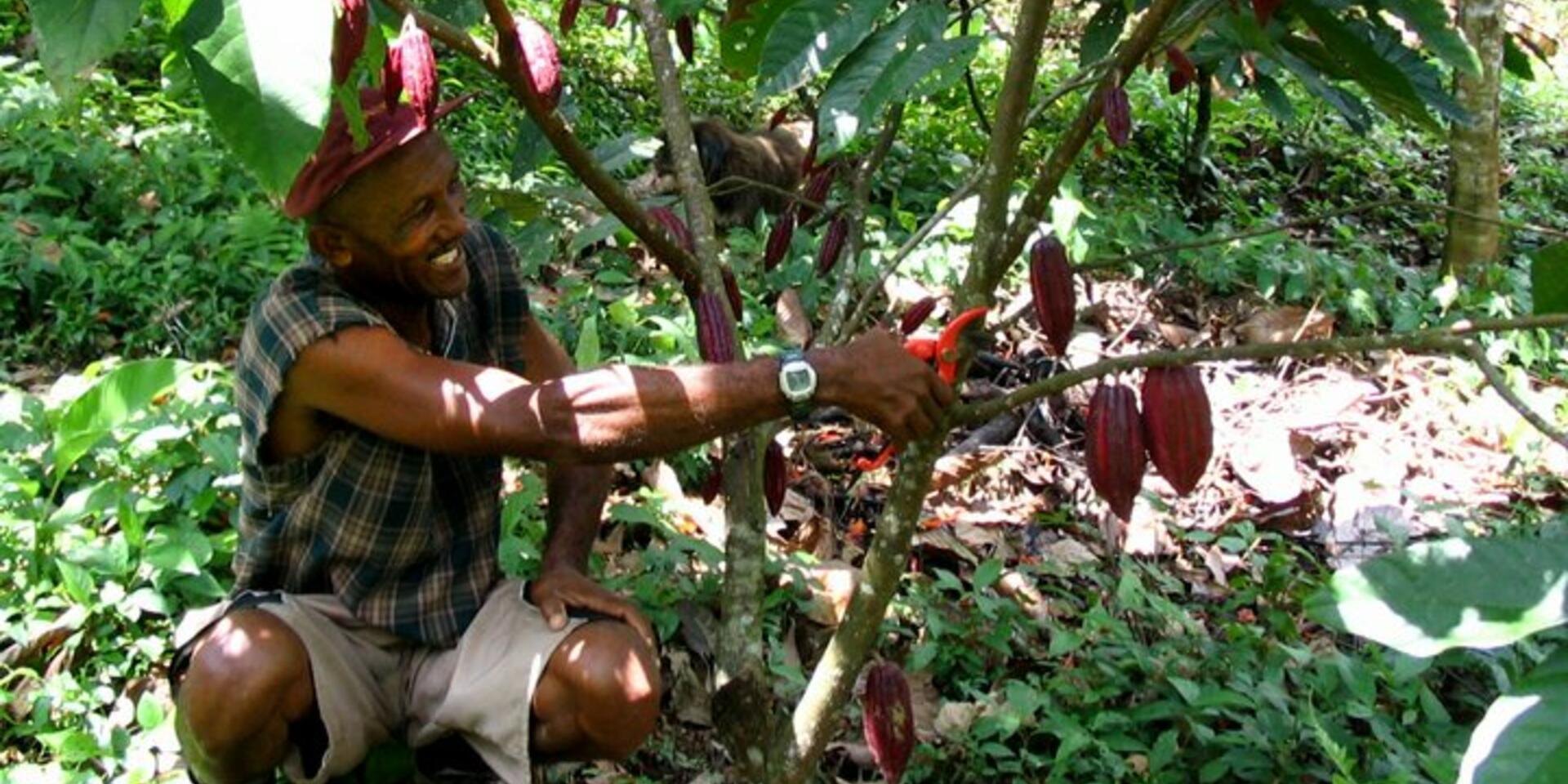 Moving towards a sustainable cocoa sector in Ghana