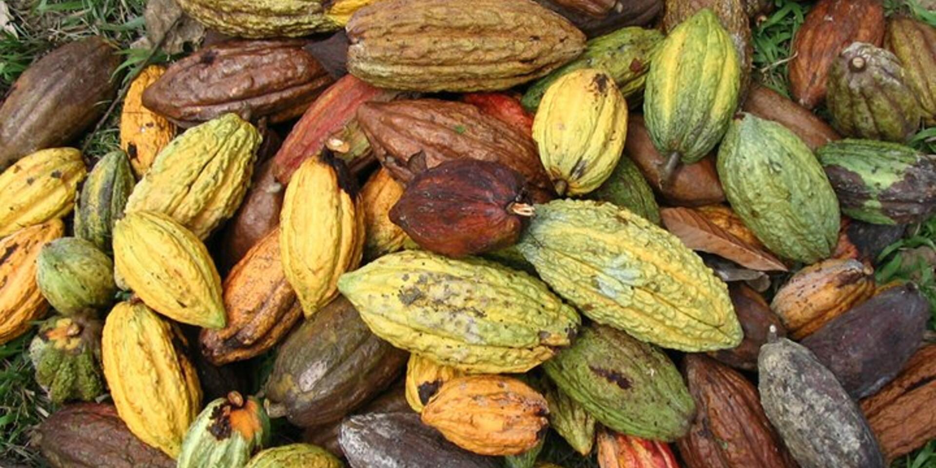 The 2017 International Cocoa Award Winners