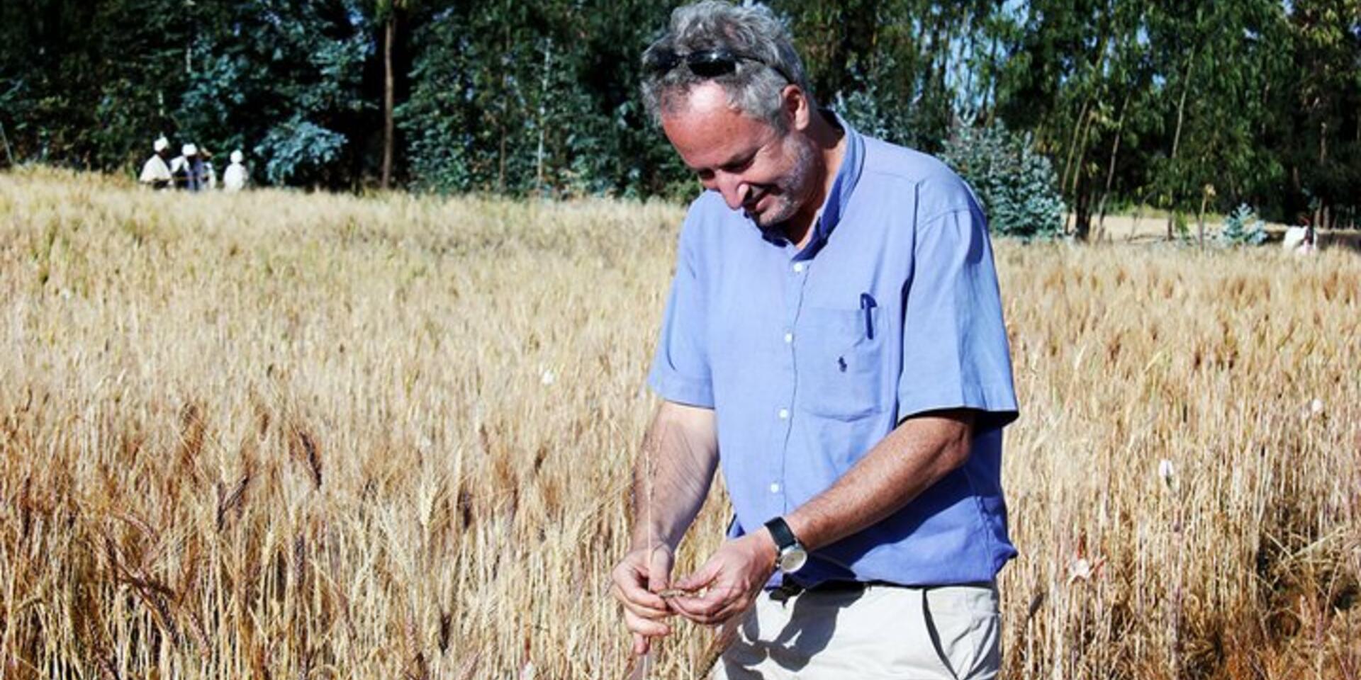 Can ancient Ethiopian wheat varieties provide resistance to stem rust?