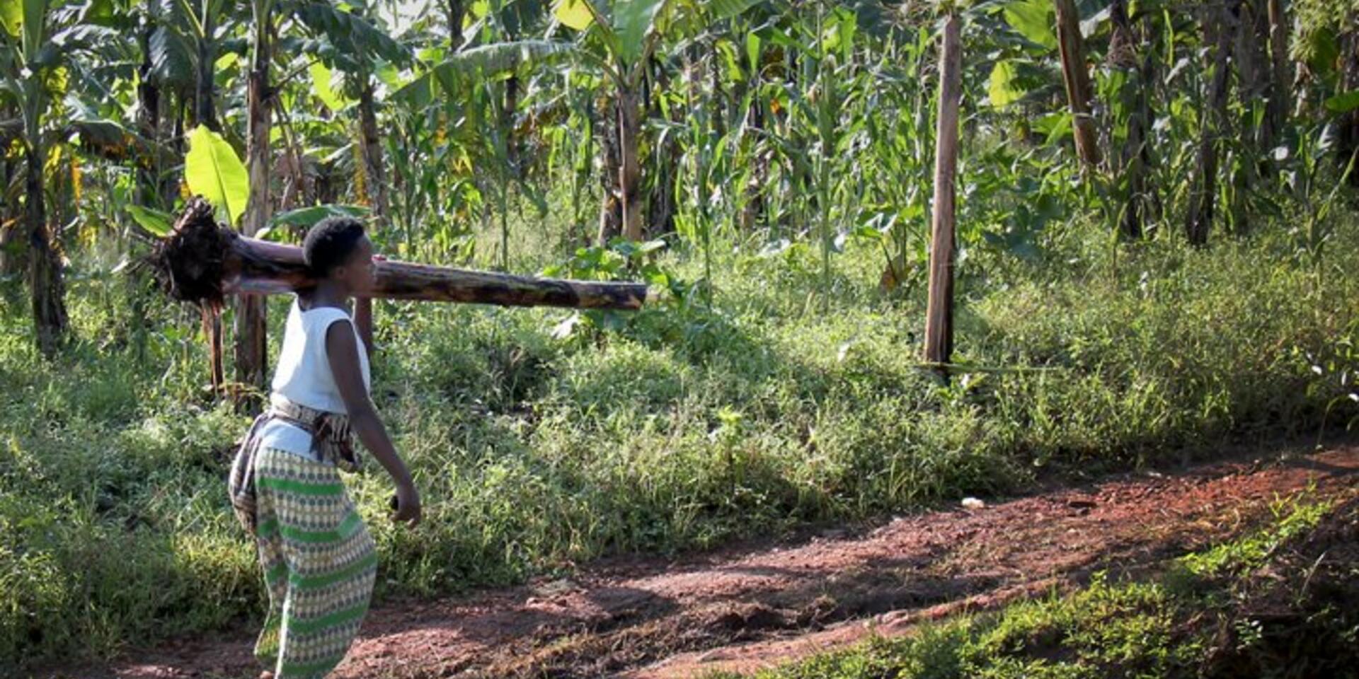 New guide for producing clean banana planting material now available