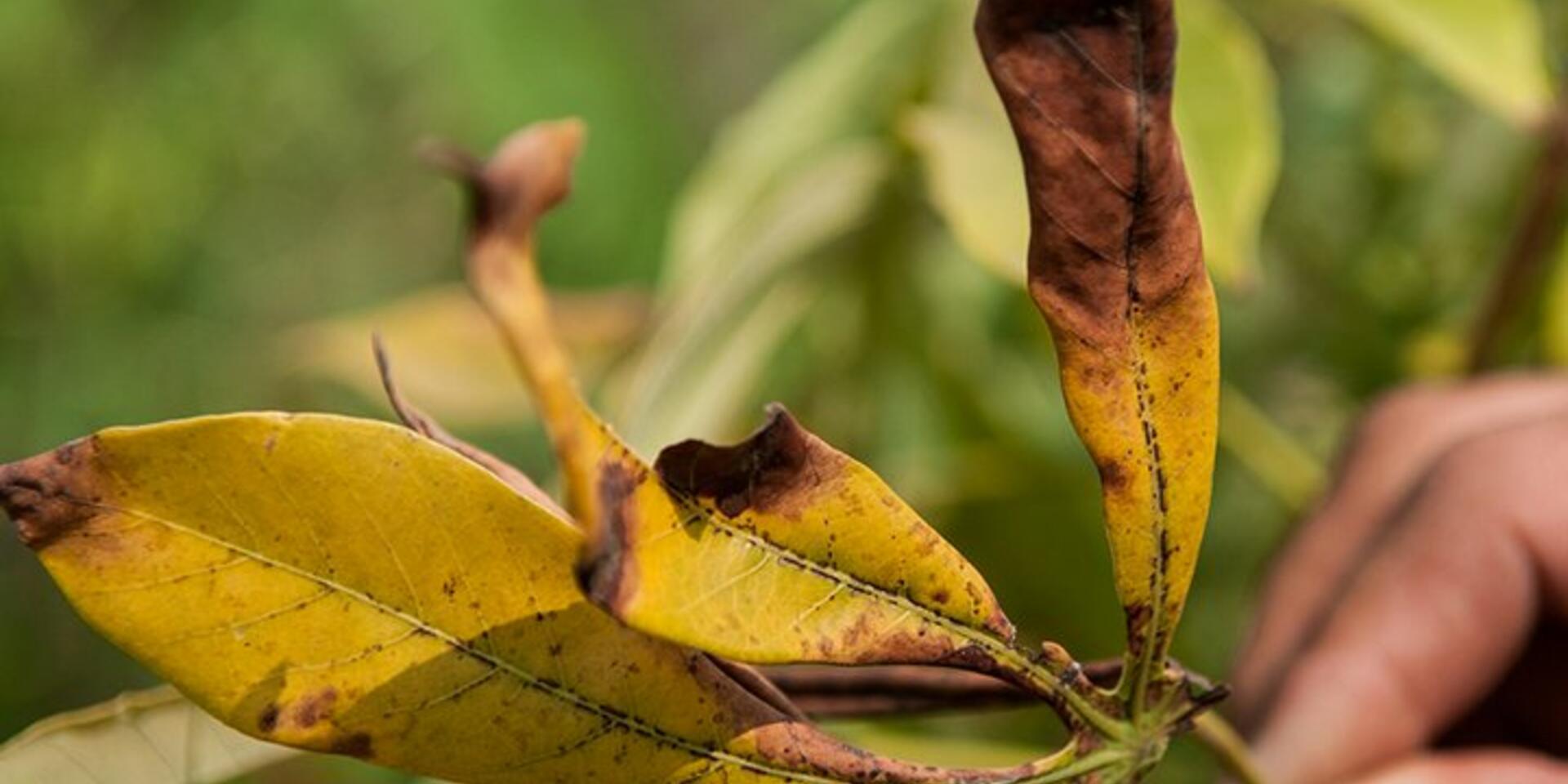 Protecting income-generating cassava from virus duo