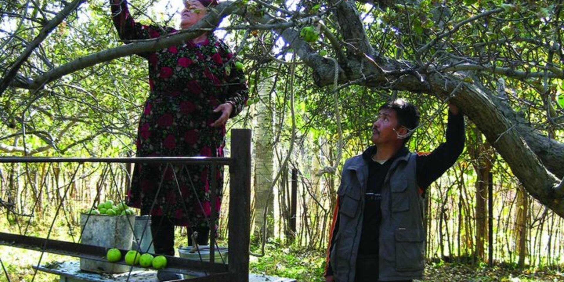 Promoting fruit tree diversity in Central Asia
