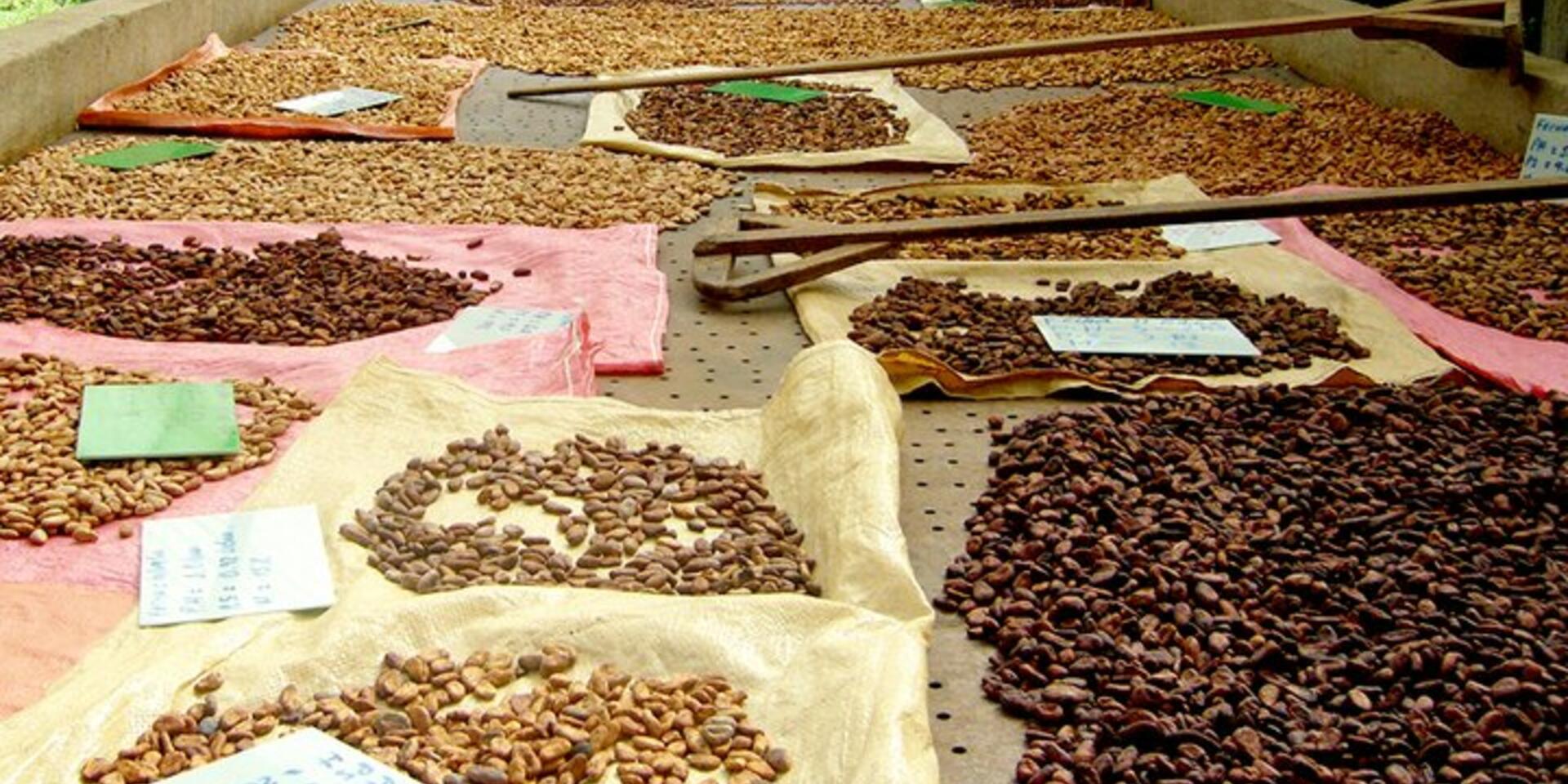 Bioversity International and partners announce the establishment of Americas Cacao Breeders Working Group