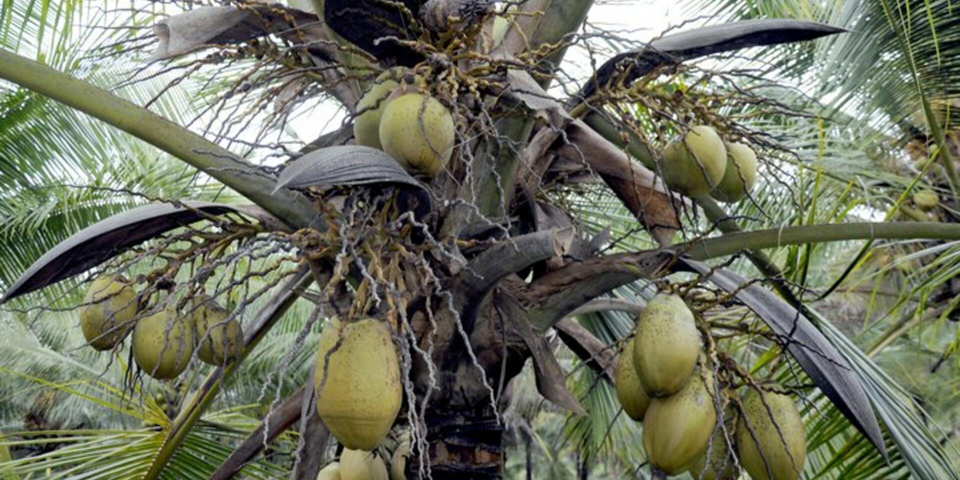 Saving the Pacific&rsquo;s coconuts