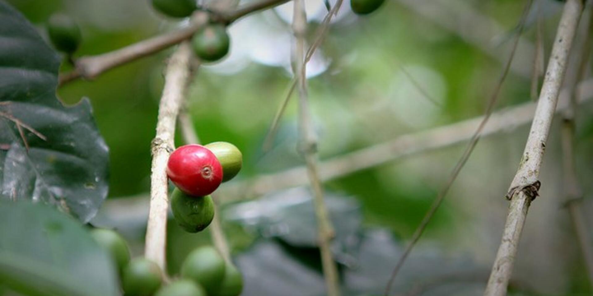 Coffee genome sequenced - an important step for crop improvement