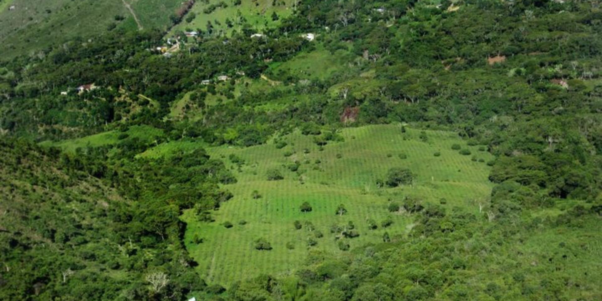 A tool to guide species and seed selection for the restoration of seasonally dry tropical forest in Colombia