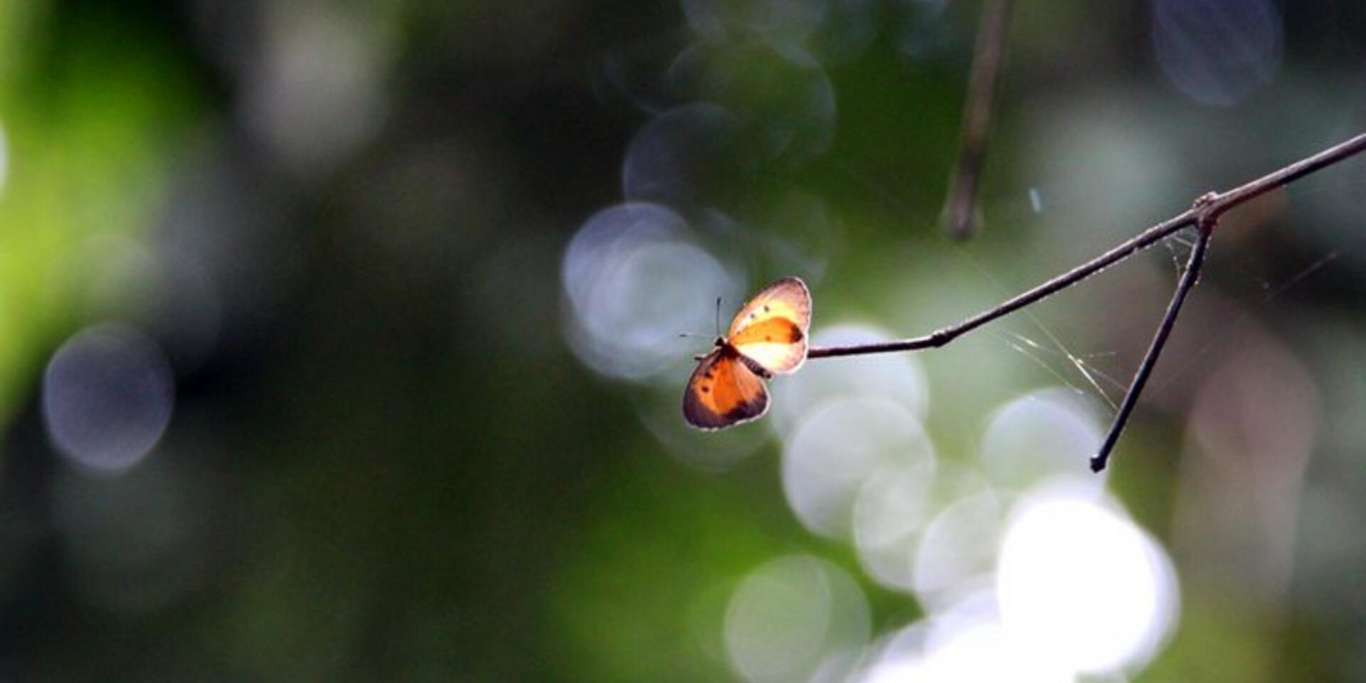 Research helps forests adapt to and mitigate a changing climate