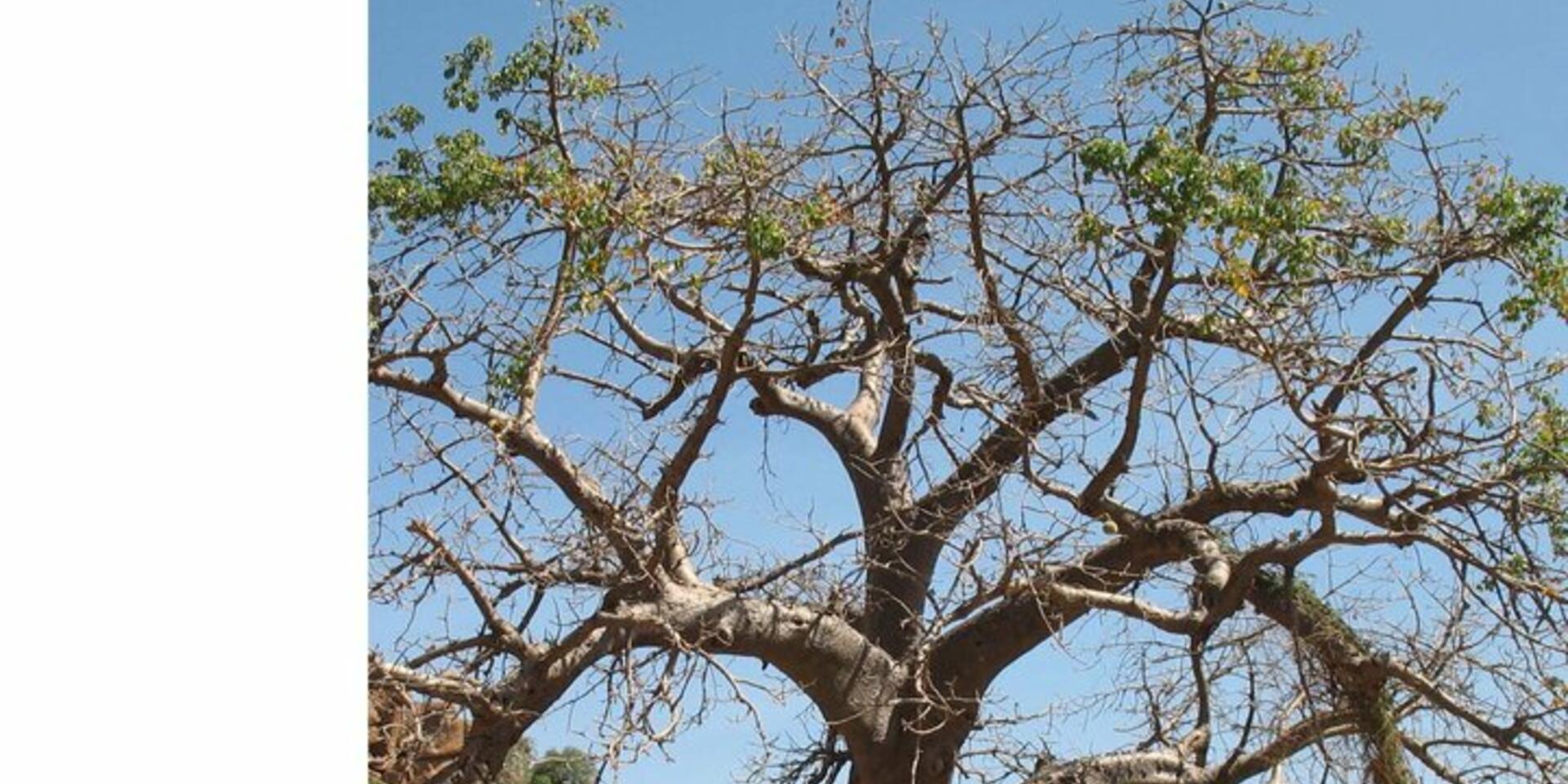 New publication describes ancient African tree Baobab