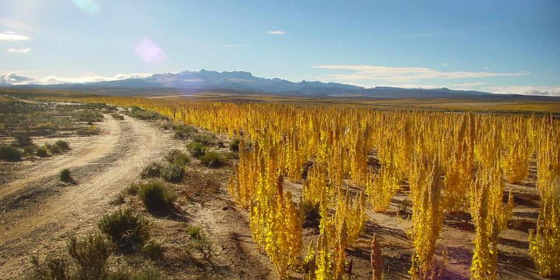 Updated descriptors for quinoa and its wild relatives