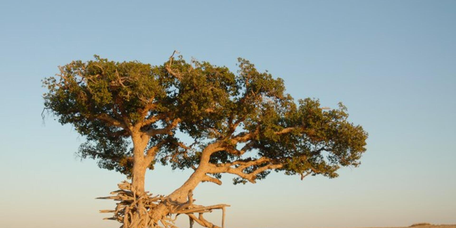 Assessing the importance of agricultural and tree biodiversity in dryland production systems