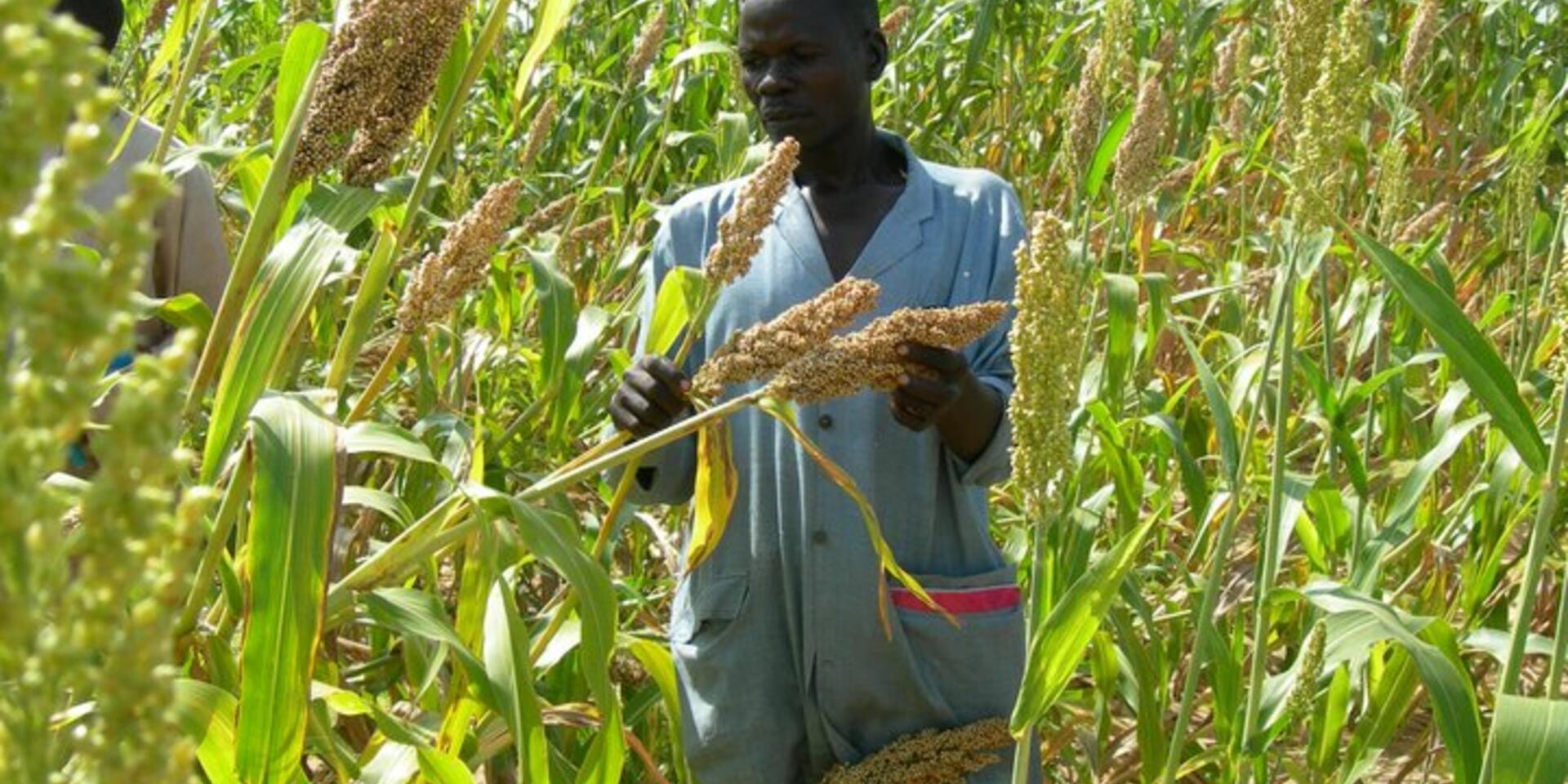 Enhancing capacity to build resilient seed systems