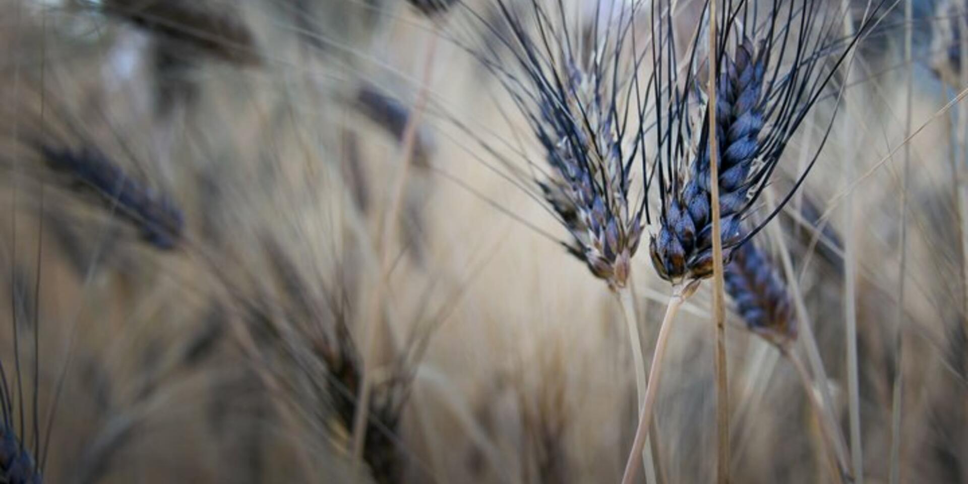 Ethiopian wheat offers unique source of diversity for weathering climate change