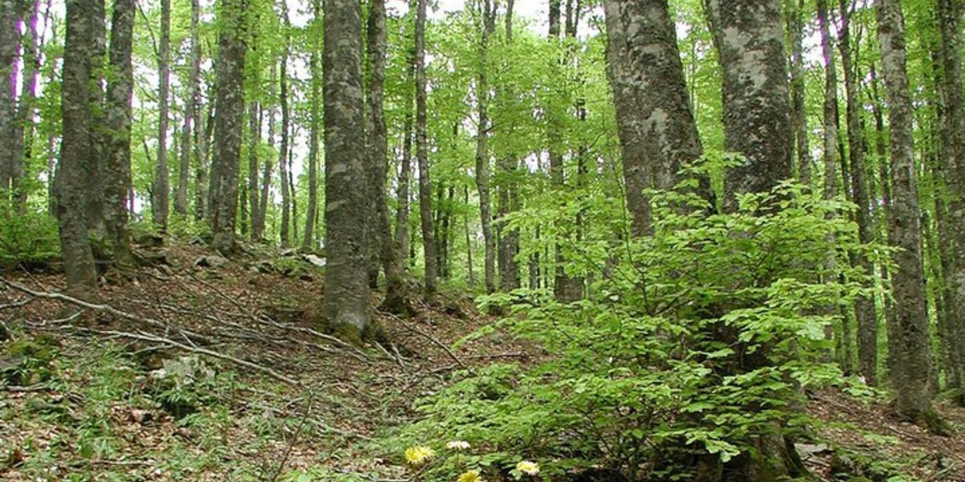Minimum requirements for genetic conservation units of forest trees in Europe