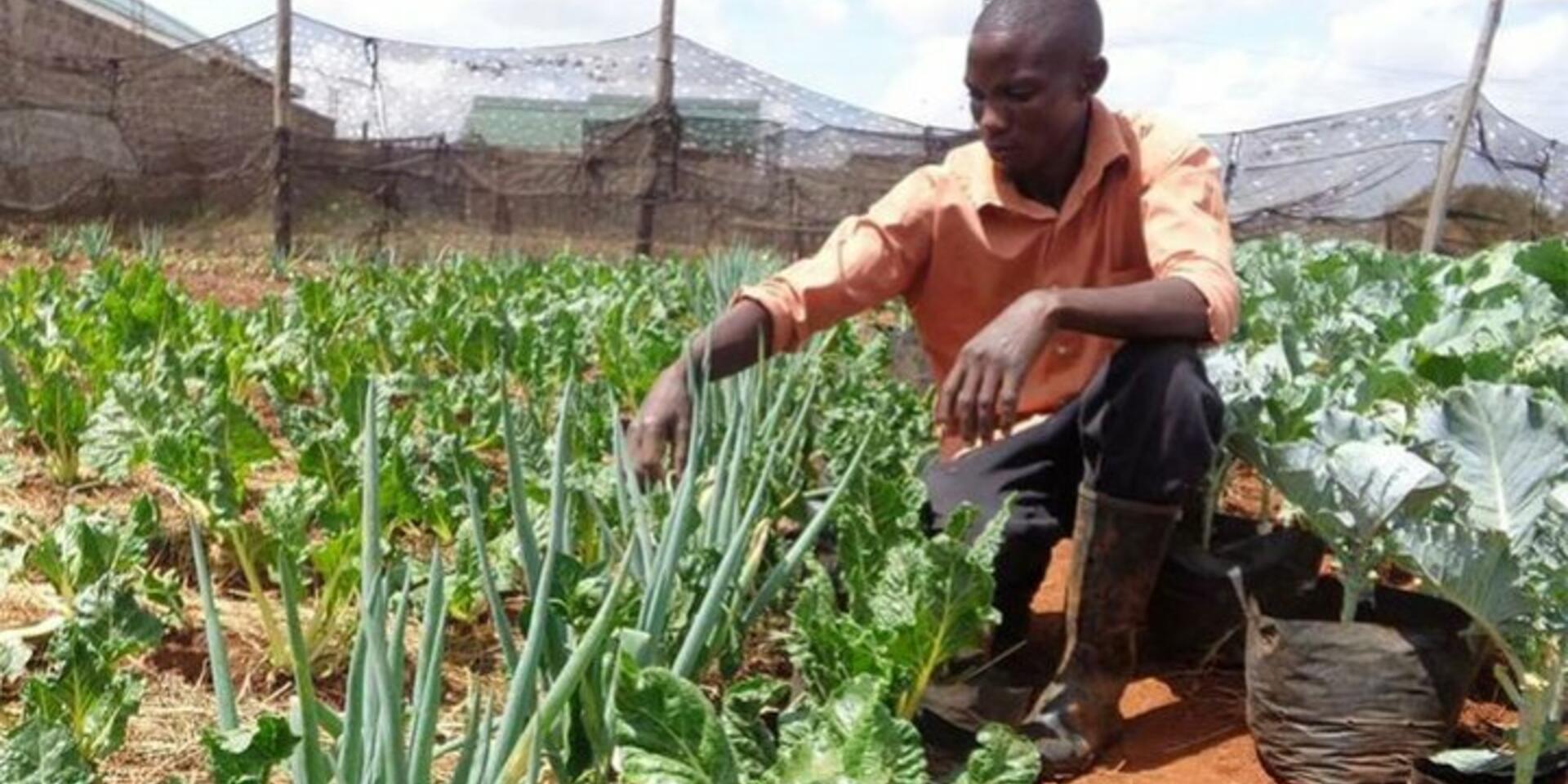 COVID-19 makes a strong case for urban farming