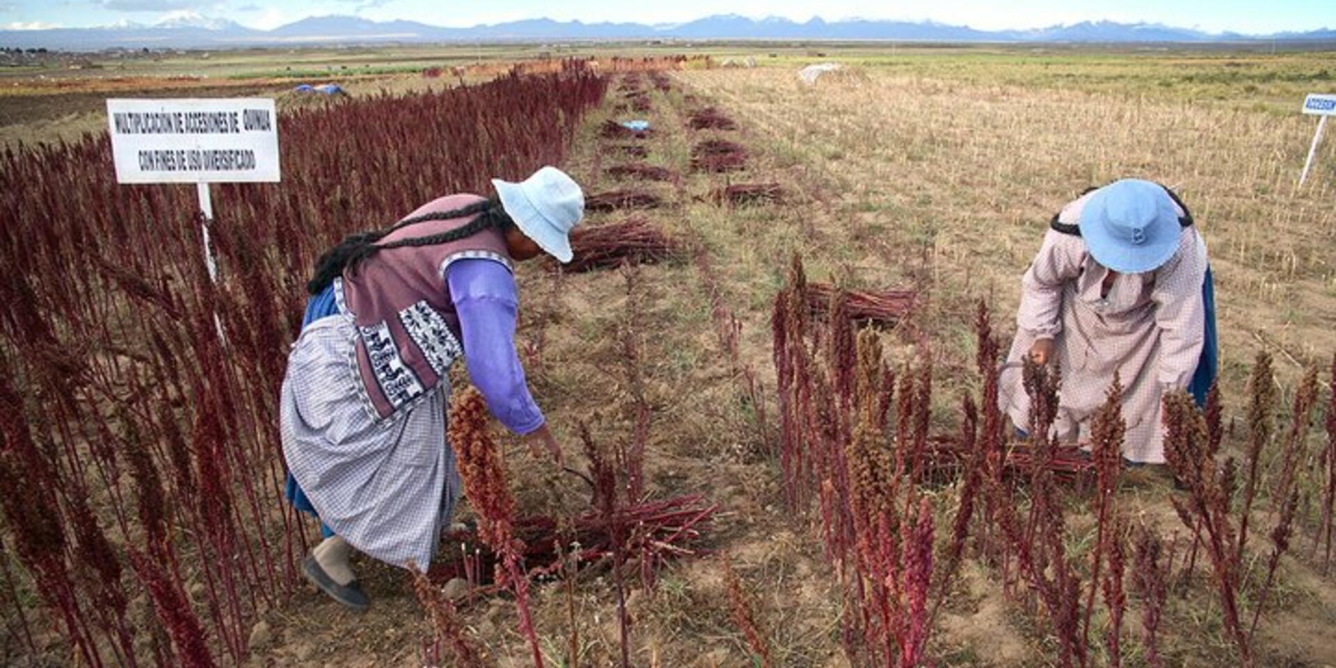 Incentives to conserve agricultural biodiversity &ndash; Peru at the forefront