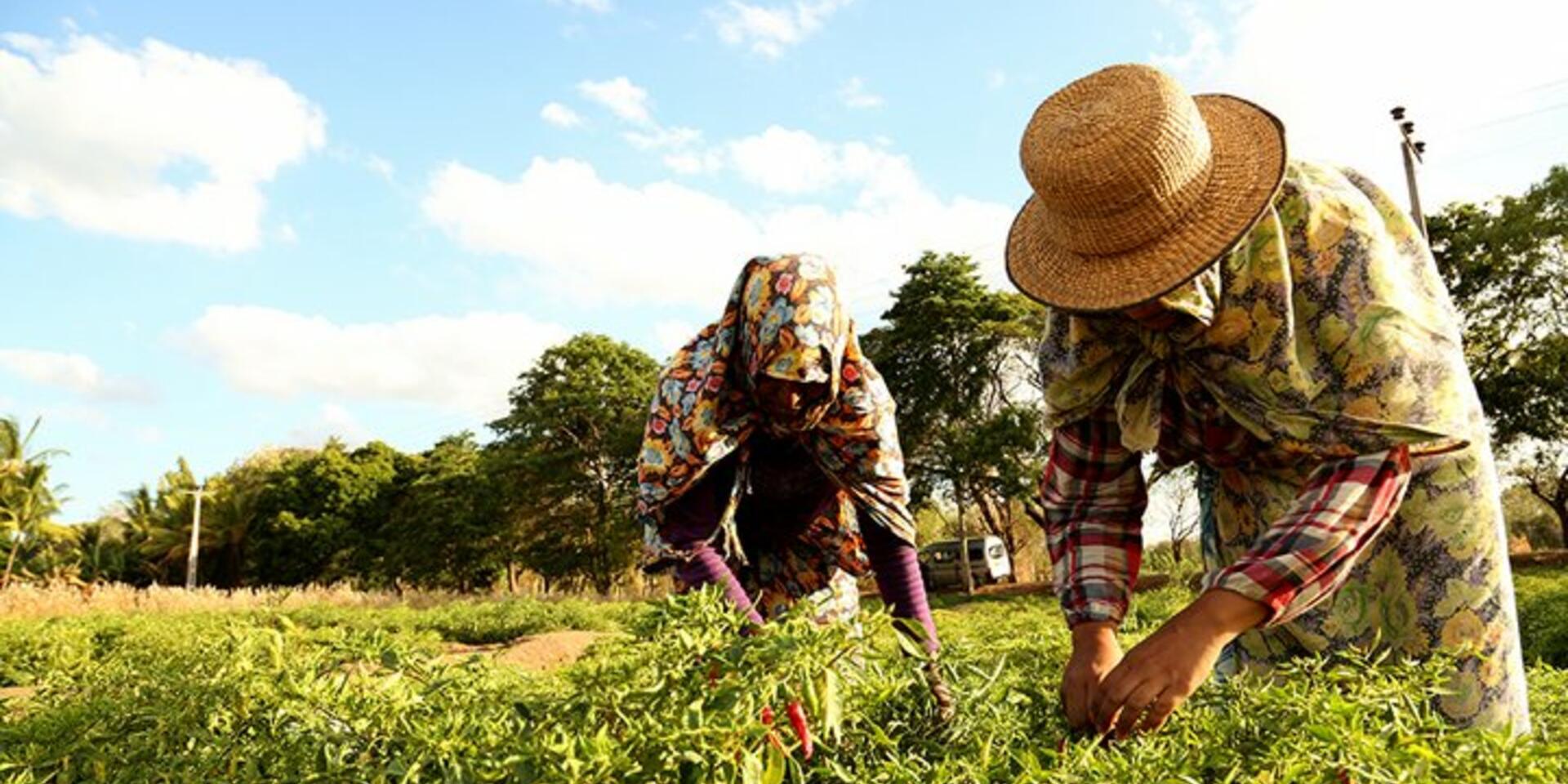 What has agricultural biodiversity ever done for us?