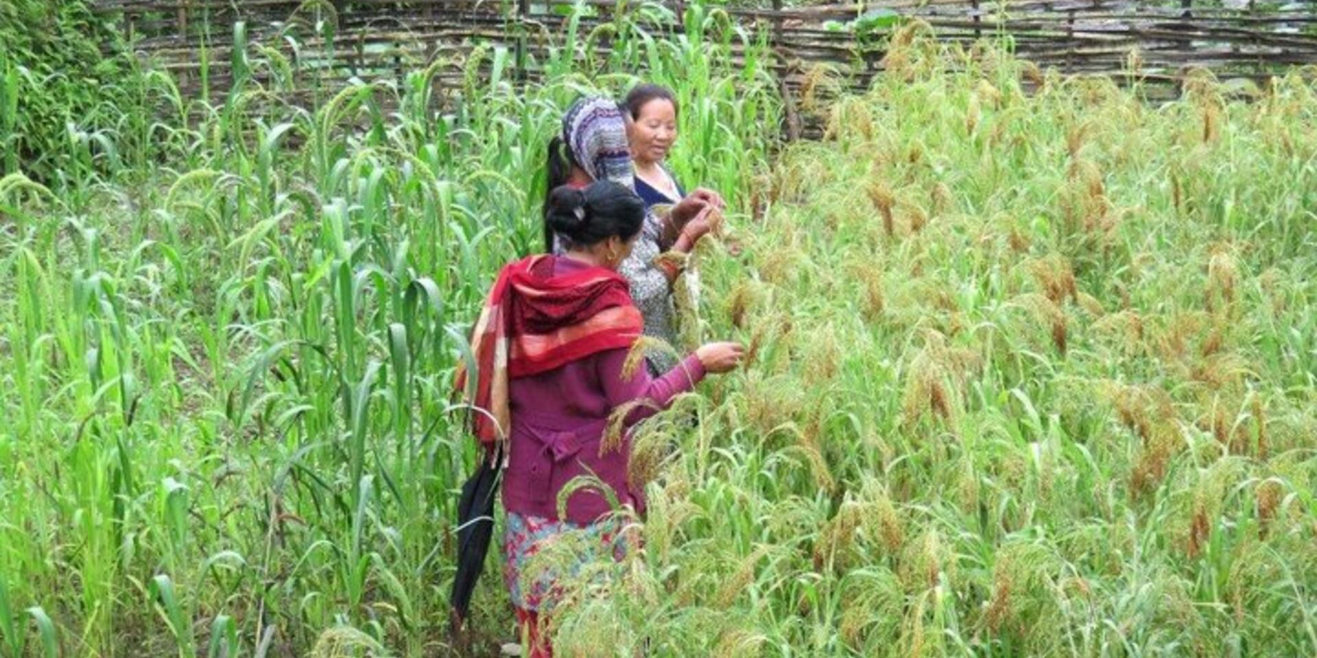 Newly launched CGIAR Research Portfolio tackles growing complexity of agricultural development challenges