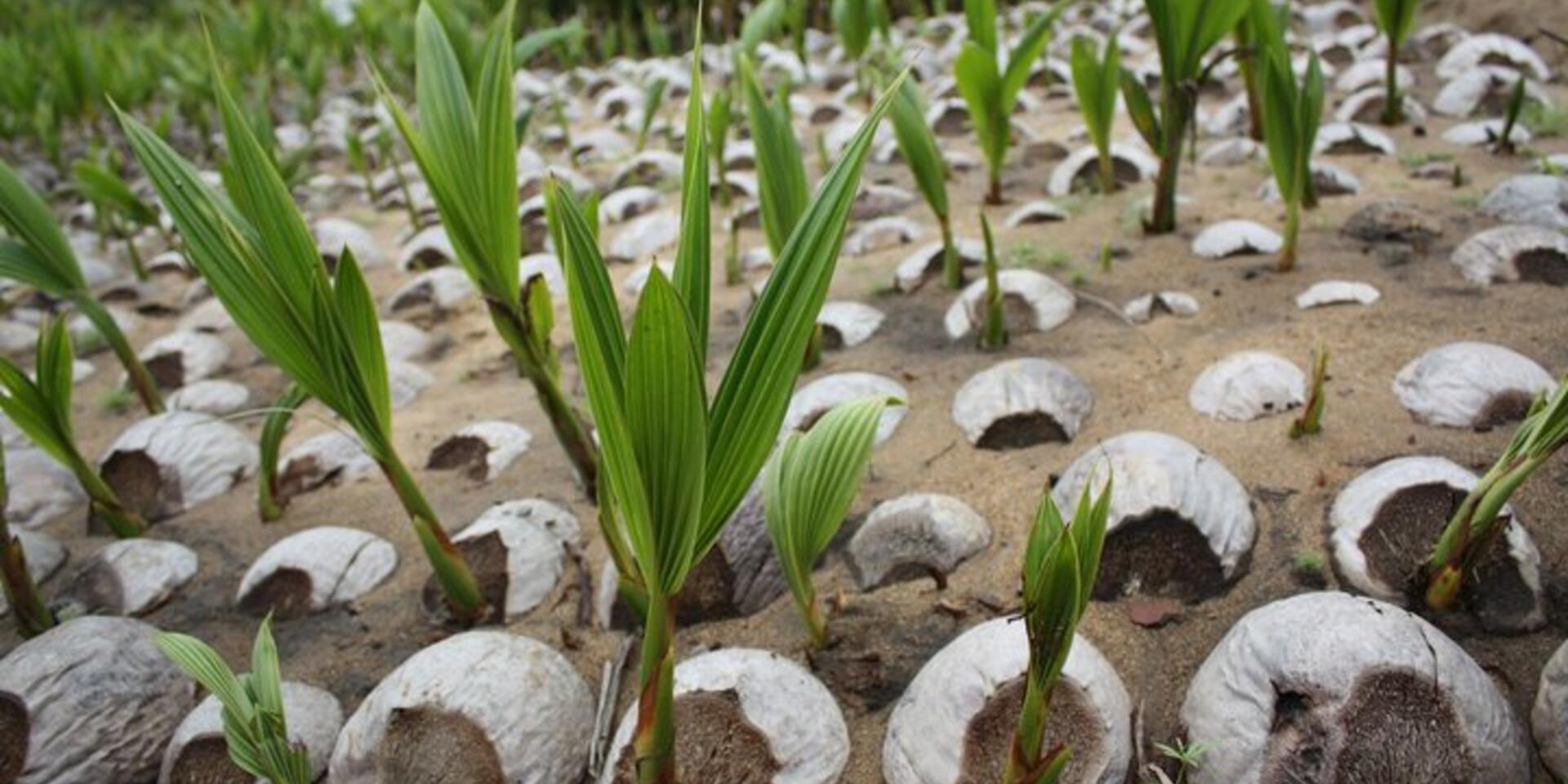 Saving the Pacific's coconuts