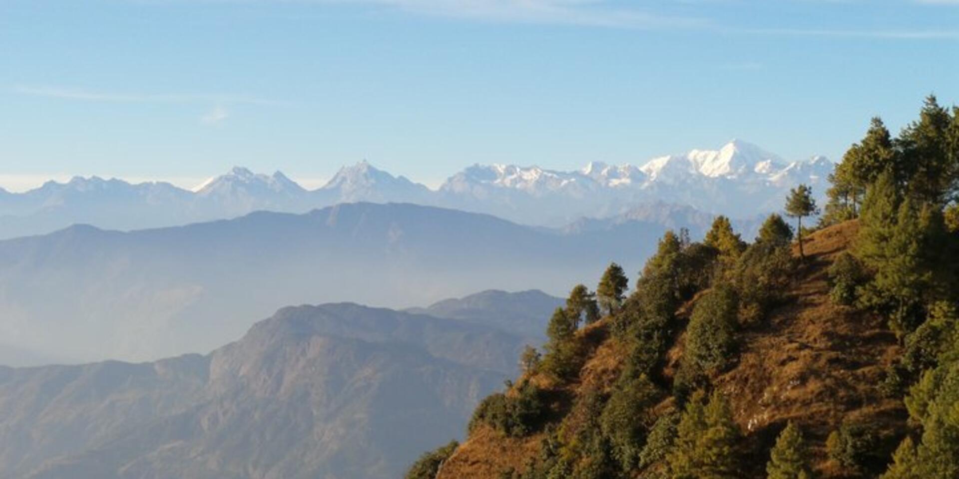 Making best use of Asia&rsquo;s tree diversity