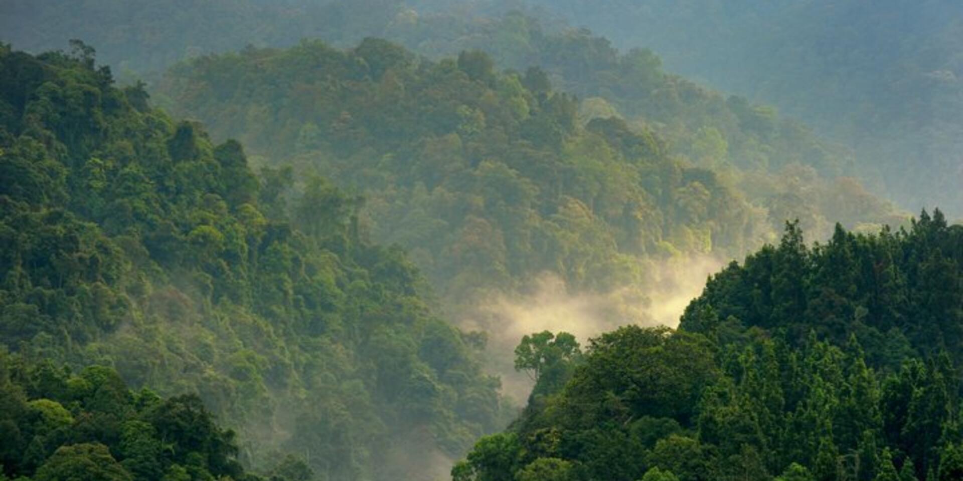 Tree genetic diversity is key to success for forest restoration projects