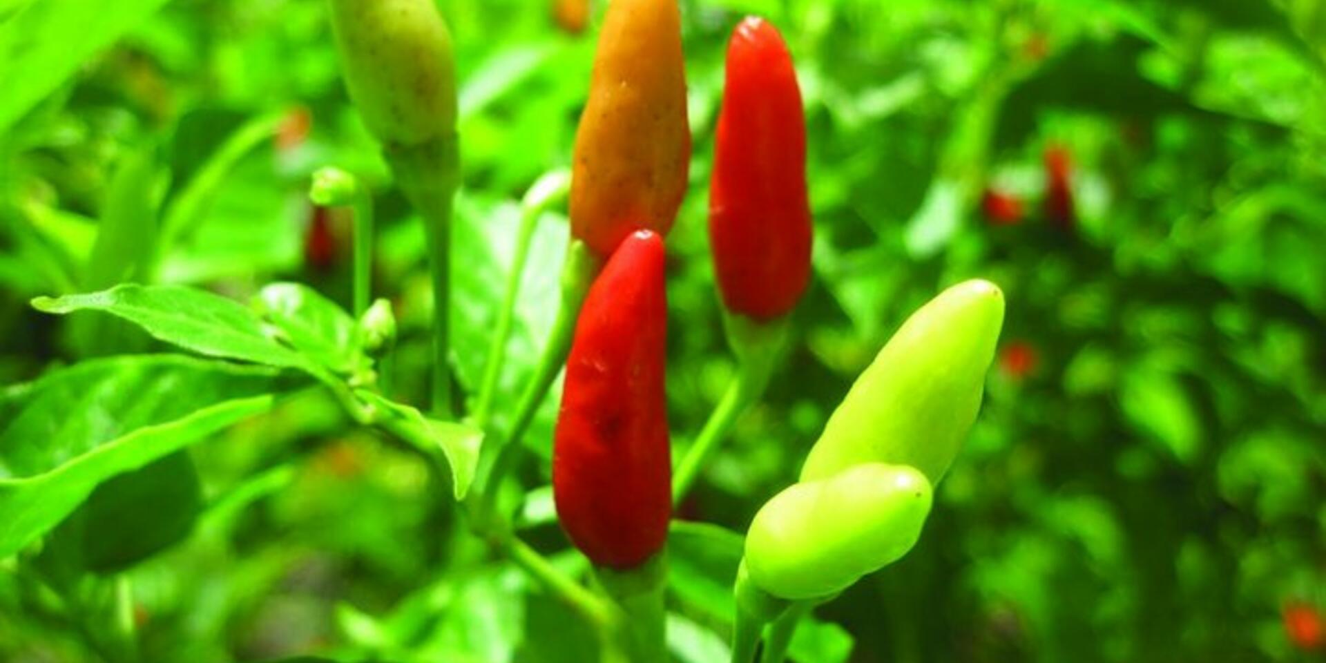 Spotlight on forgotten crops