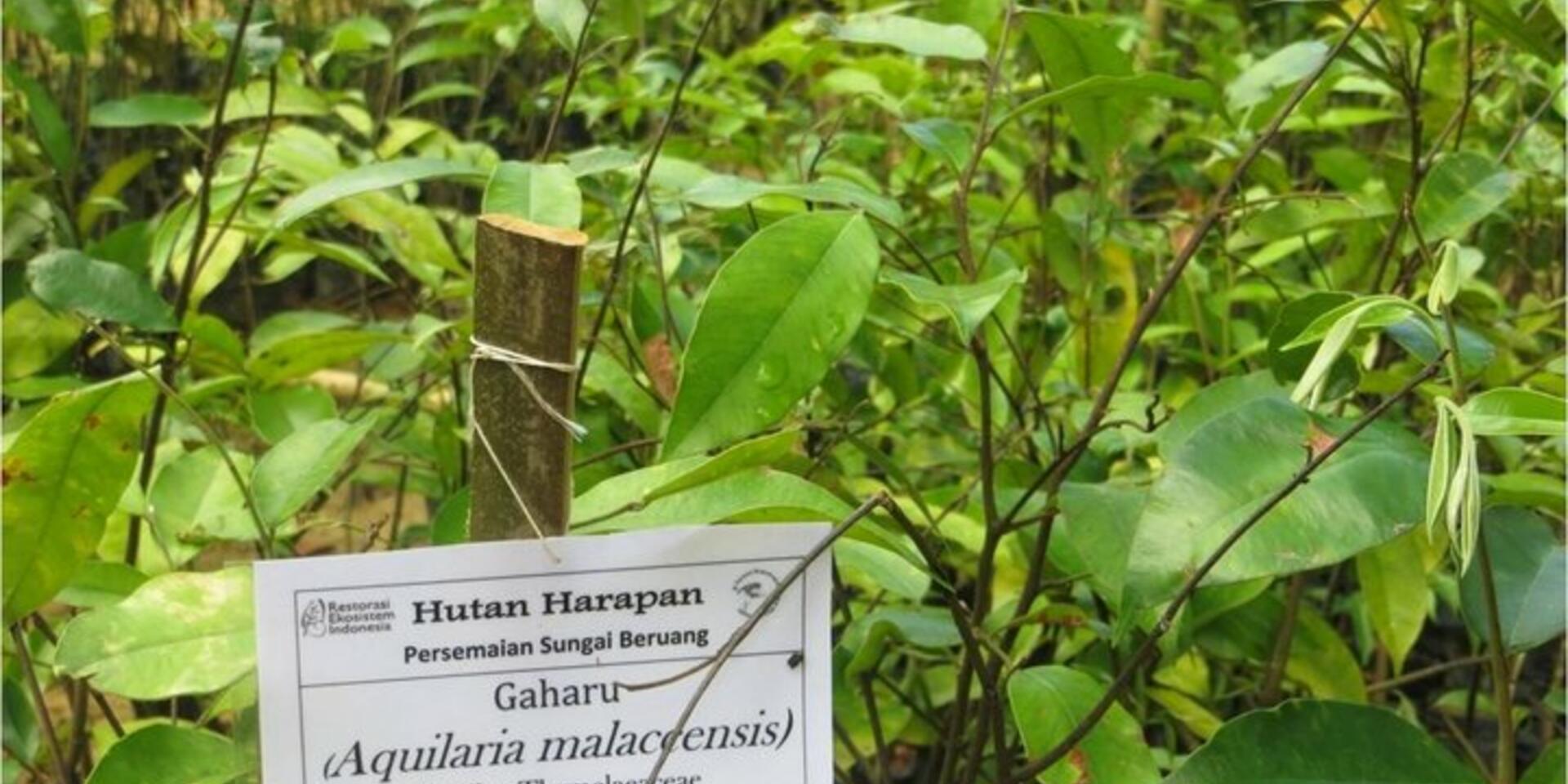 Forest restoration needs to become climate-smart