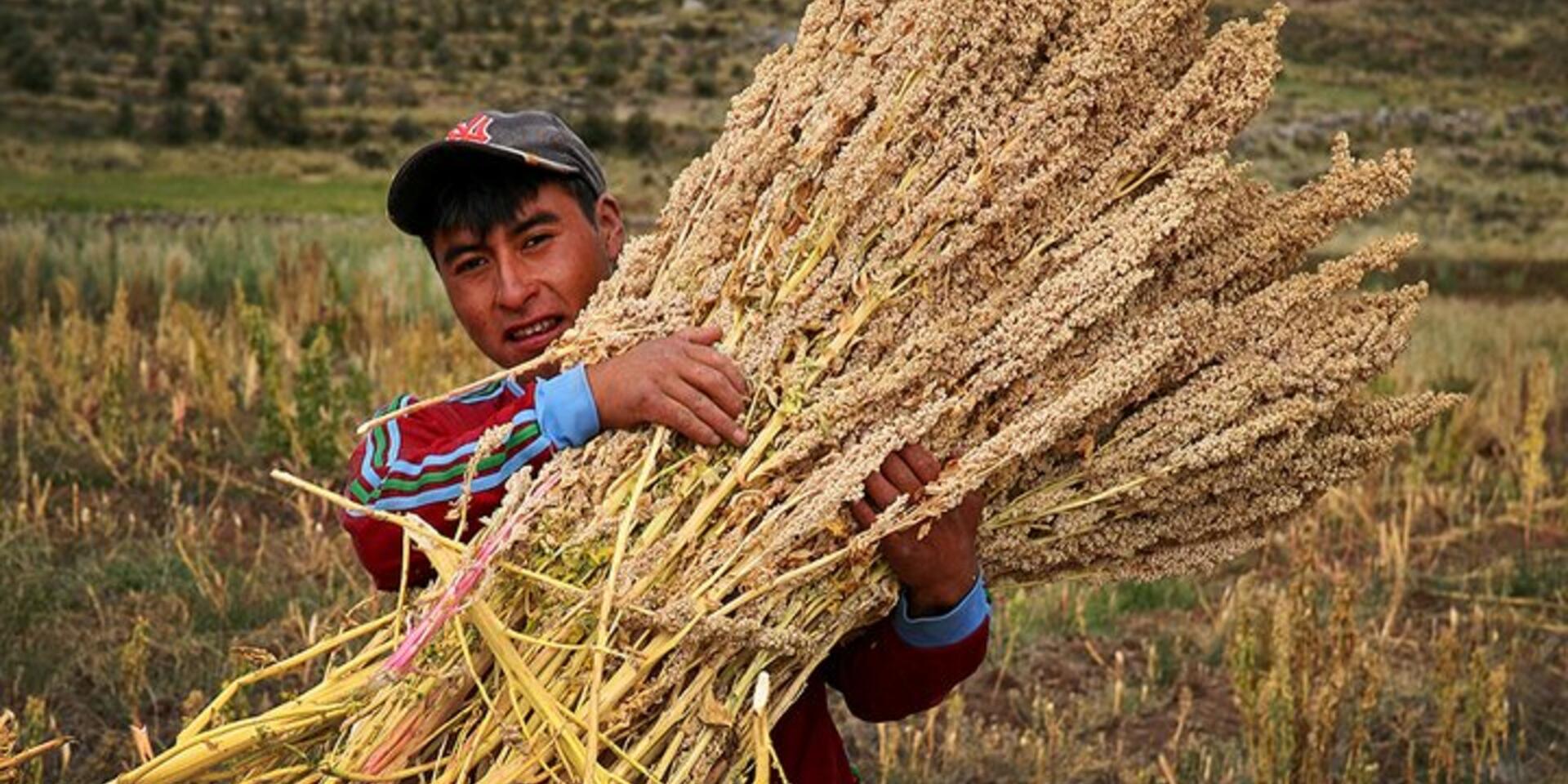 Peruvian government and farming communities commit to conserving quinoa diversity