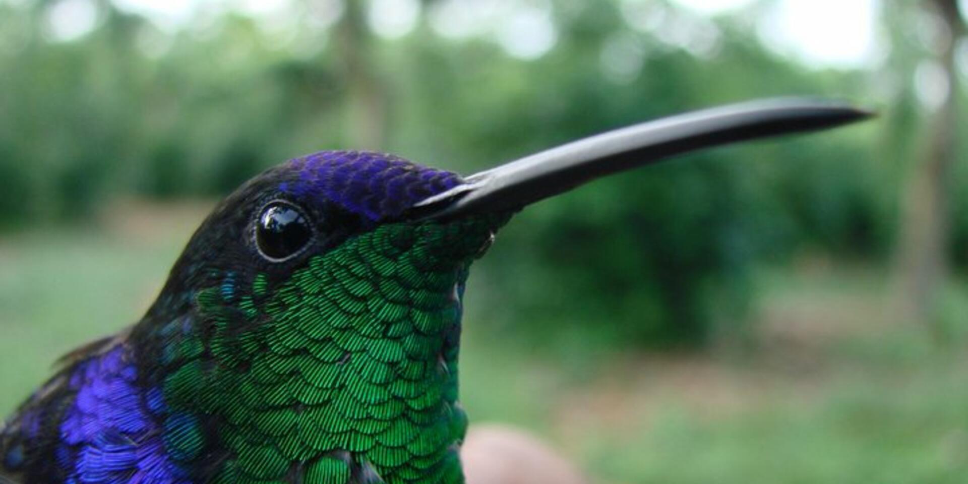 You can put a price tag on the value of agricultural biodiversity