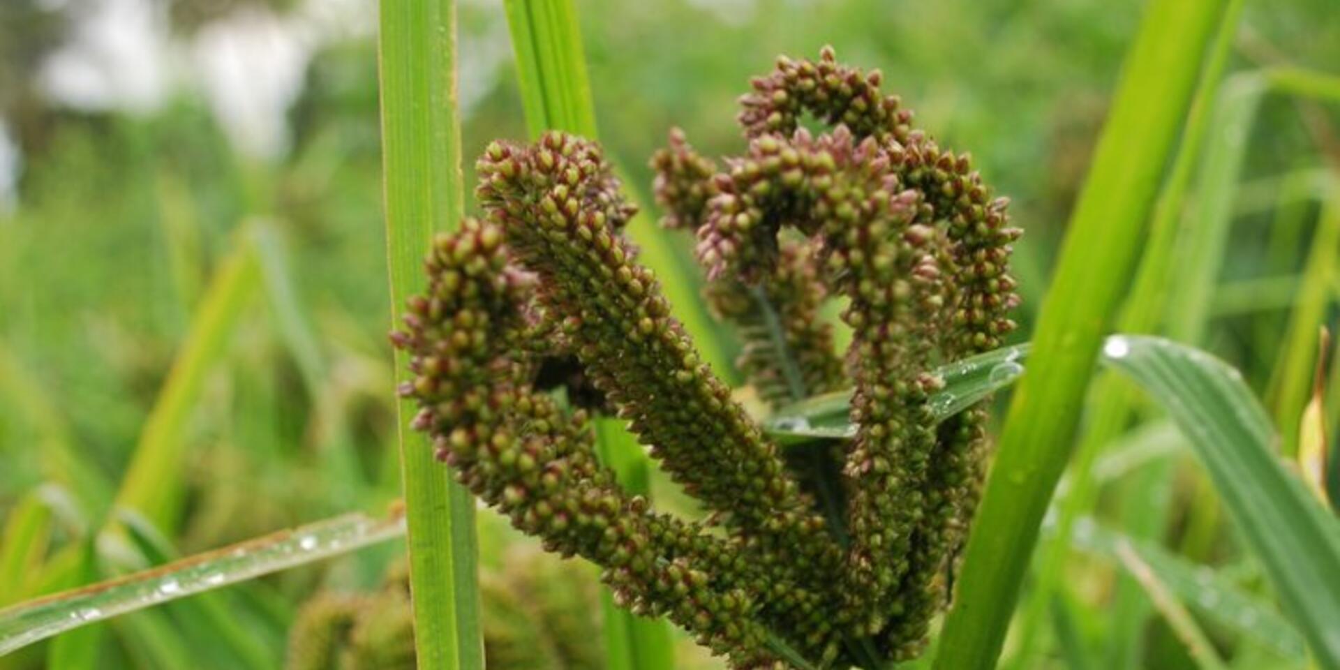 Millet revolution in India: Let's keep up the momentum!