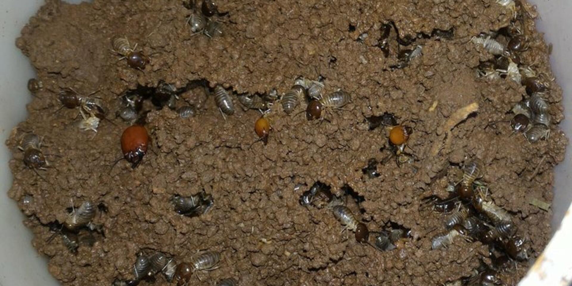 Why community action to improve nutrition in Kenya includes a side order of termites