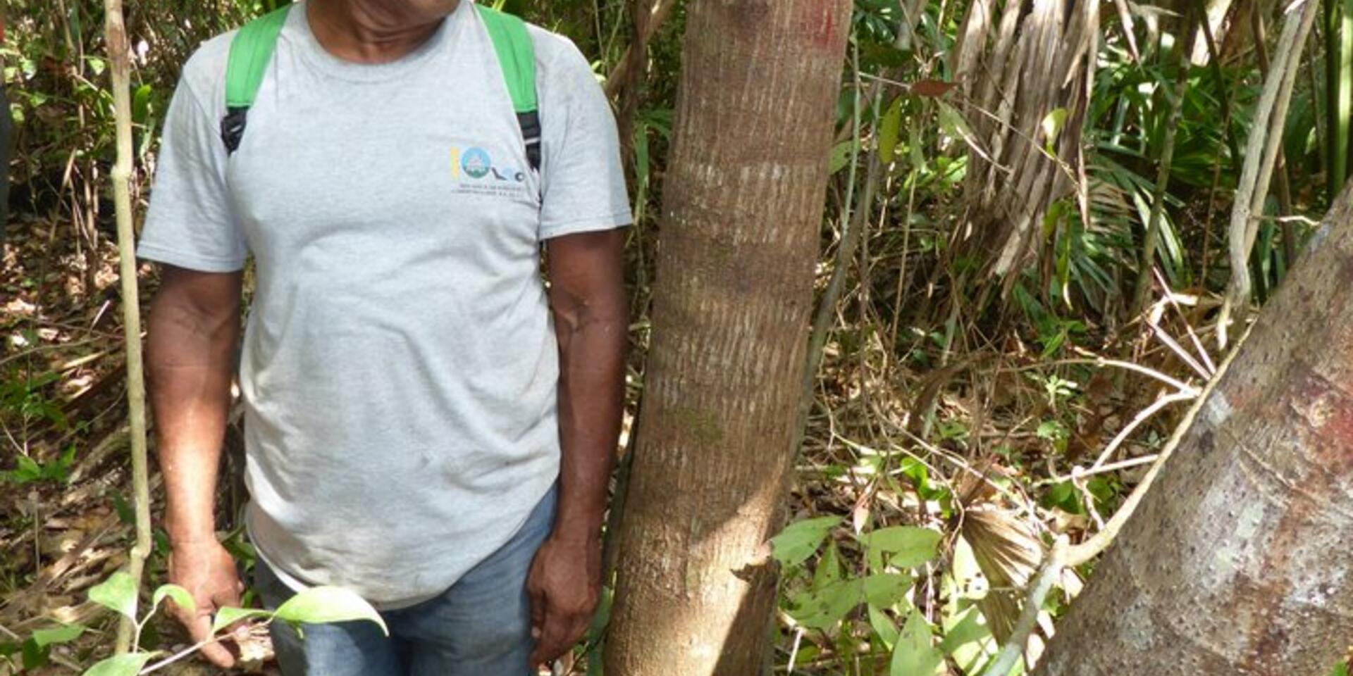 Restoring productivity and biodiversity in tropical forests by mimicking natural disasters