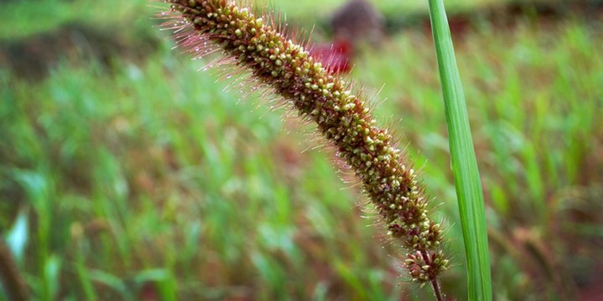Making local crops work for nutrition-sensitive agriculture