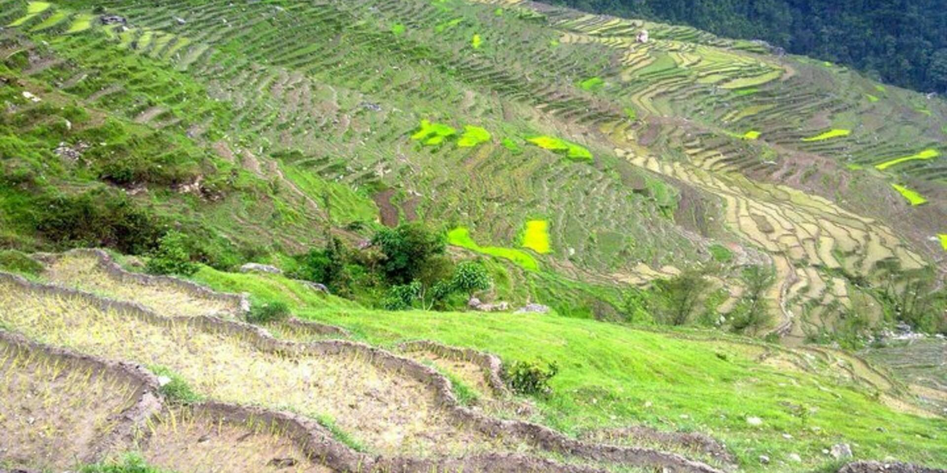 Safeguarding native seeds and rebuilding local seed systems in the aftermath of the Nepal earthquakes