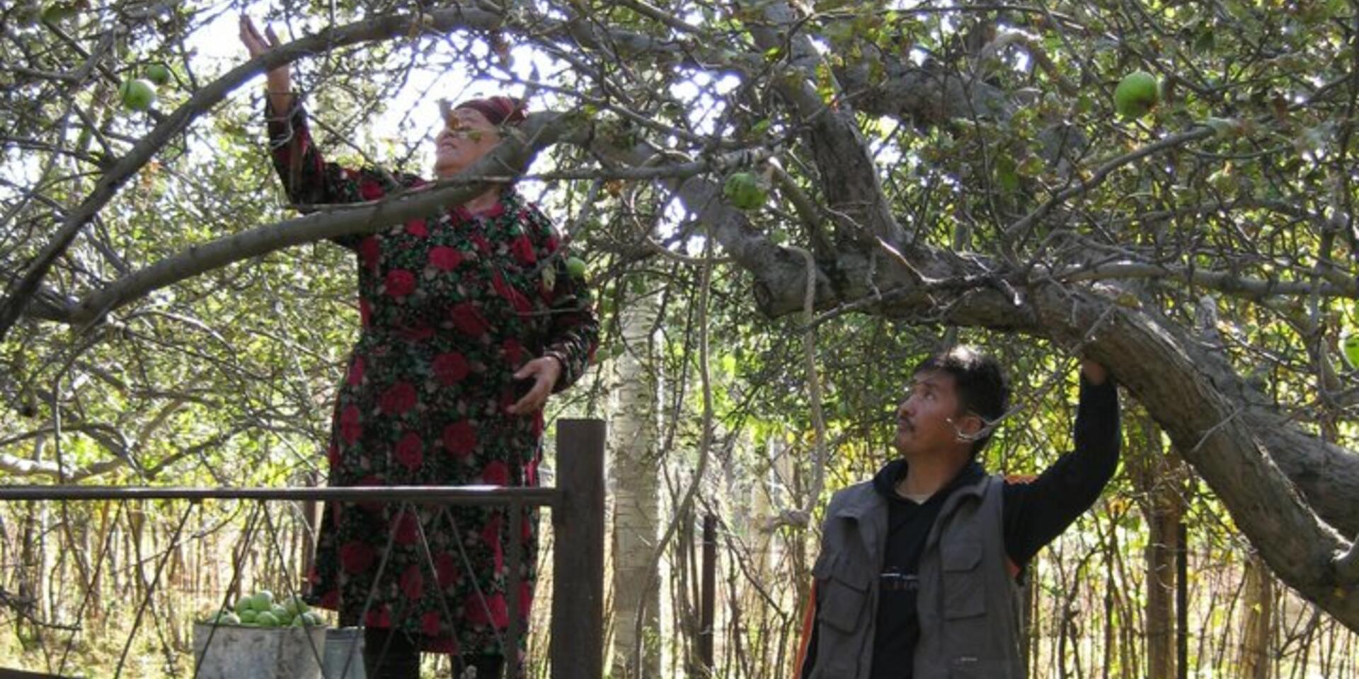 Carlo Scarpa Prize awarded to the wild apple forests of the Tien Shan
