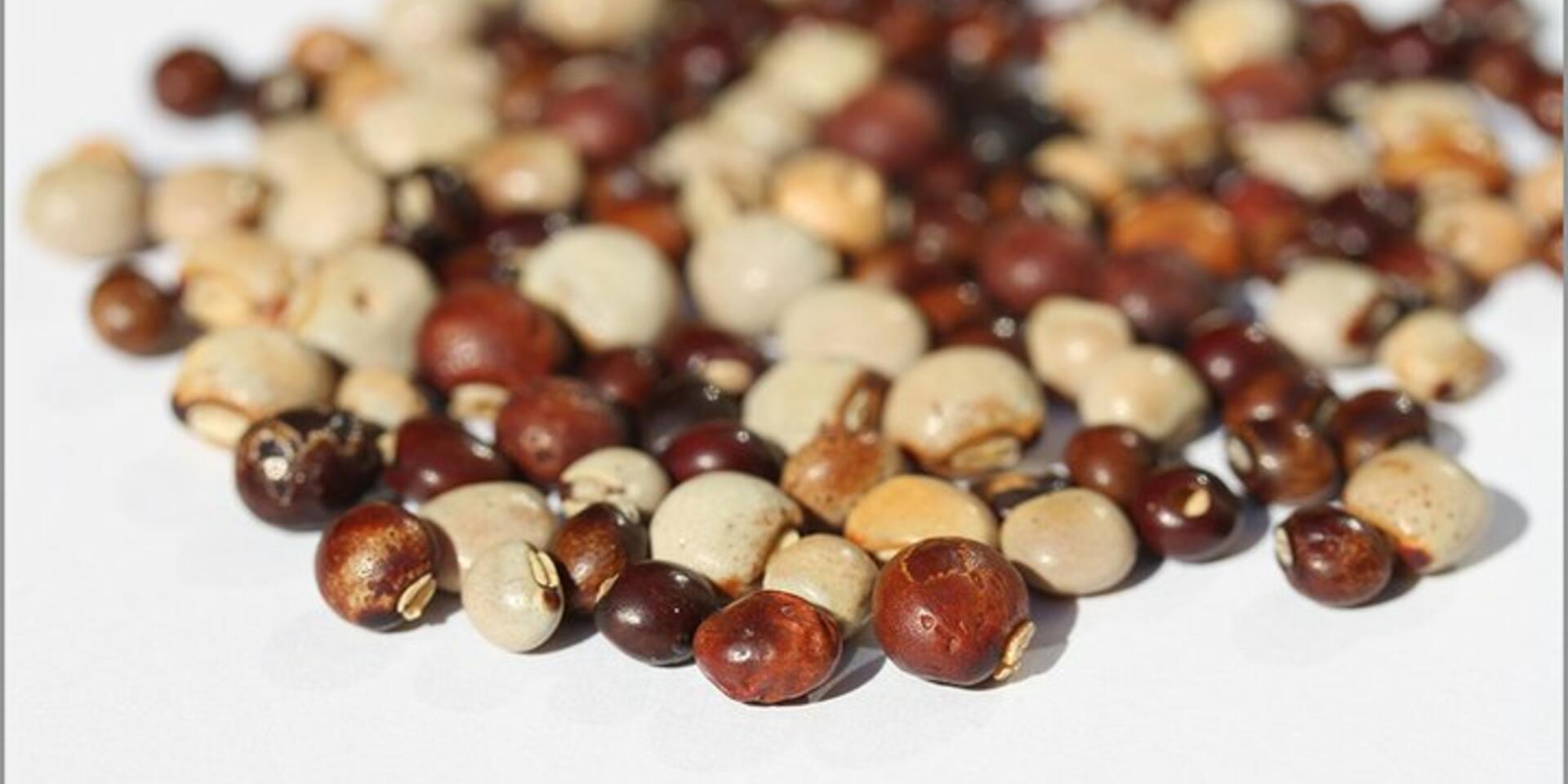 Community seedbanks: securing diversity for climate change adaptation