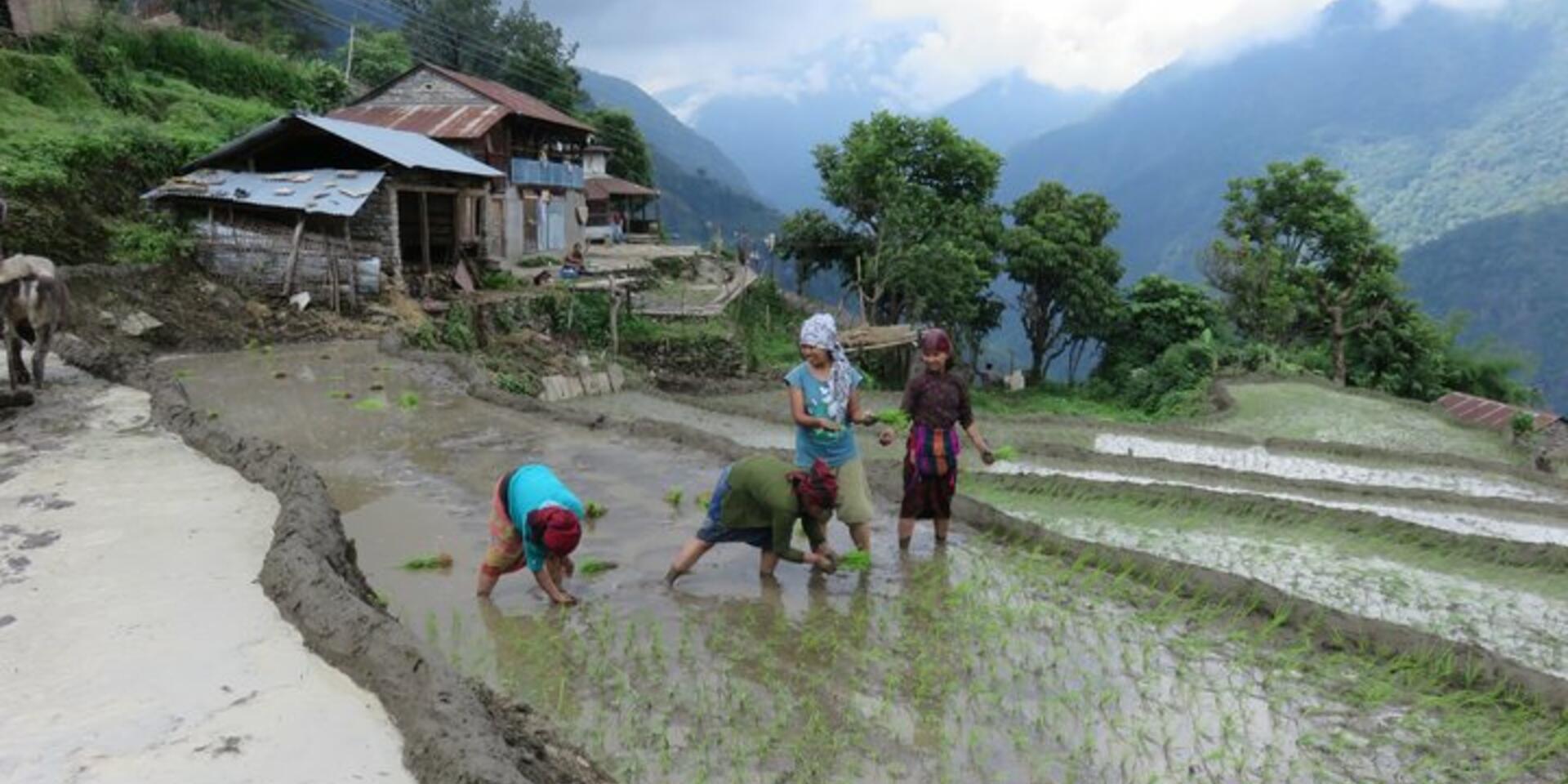 Bioversity International supports CBD's call for mainstreaming biodiversity for well-being
