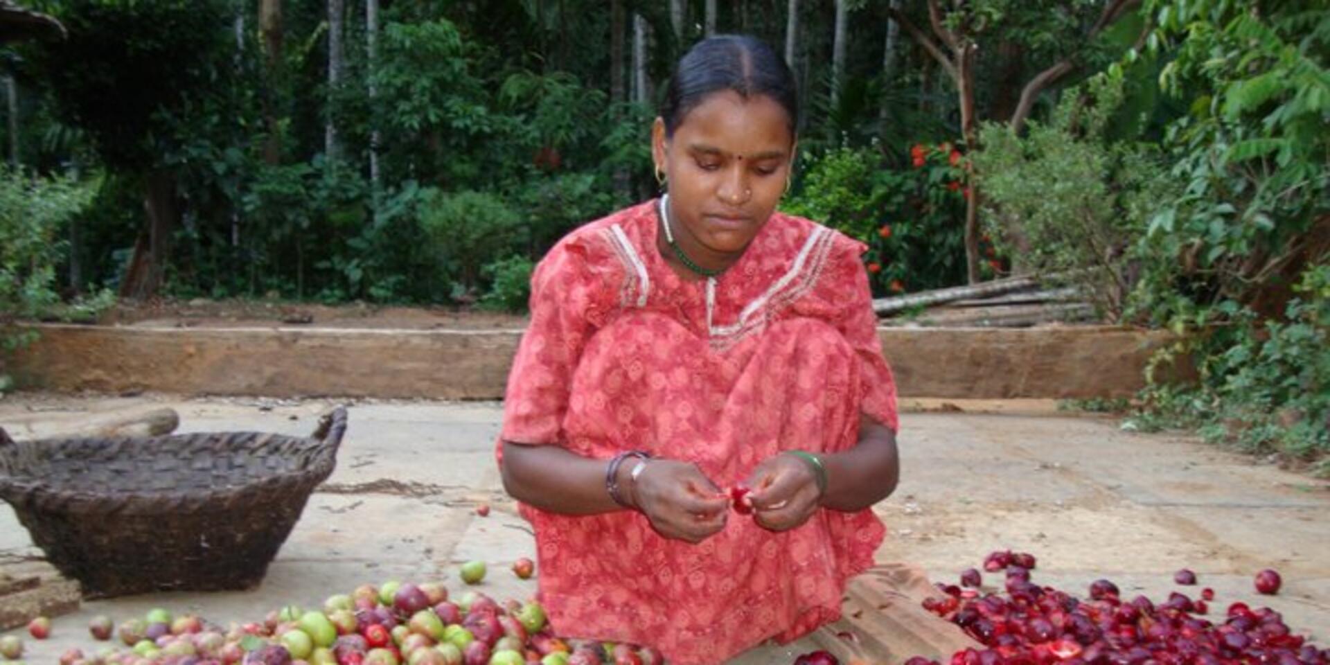 Native fruit trees of life