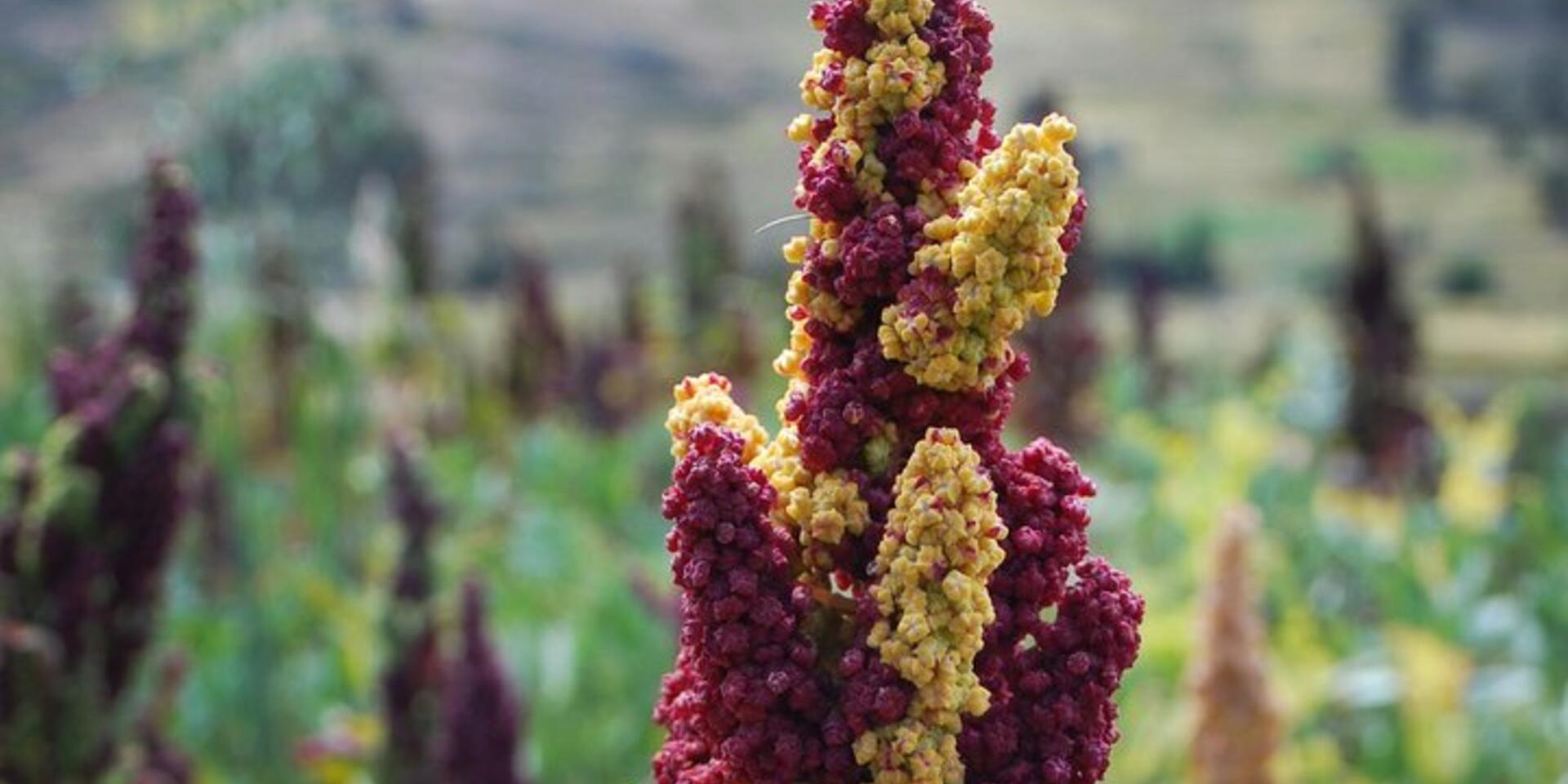 New study shows quinoa is good for quinoa farmers