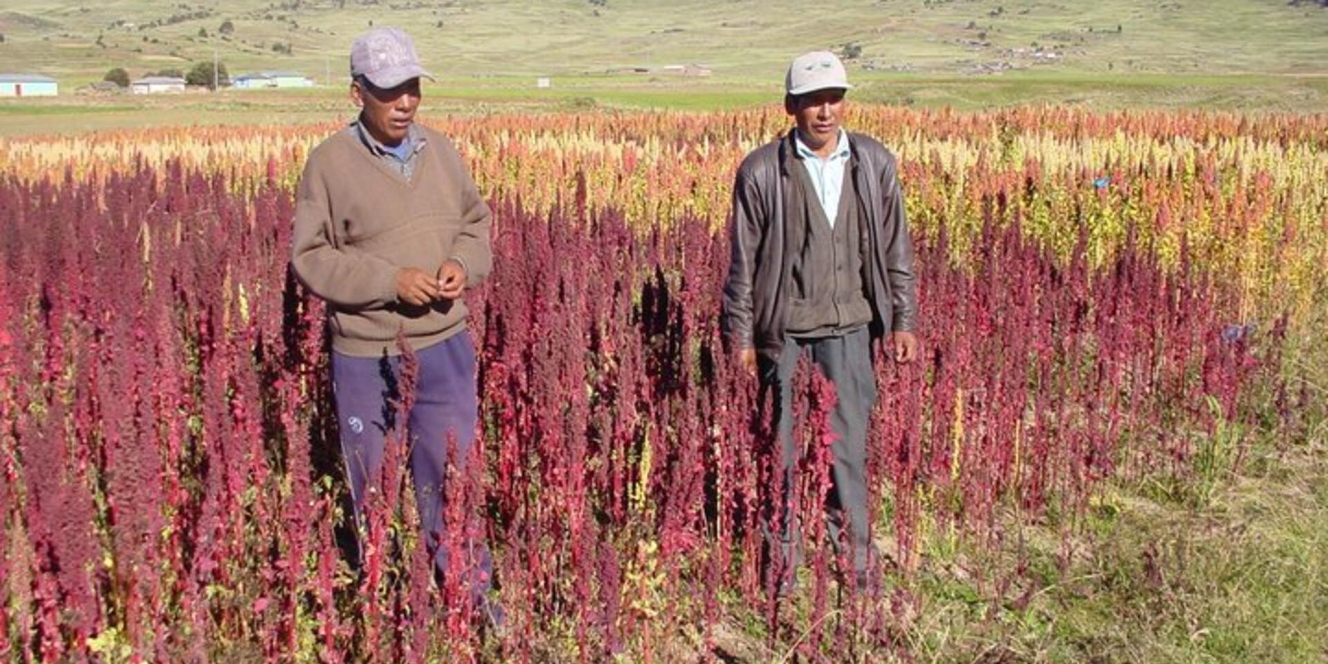 Learning from the Andeans and safeguarding crop diversity in mountain communities in China