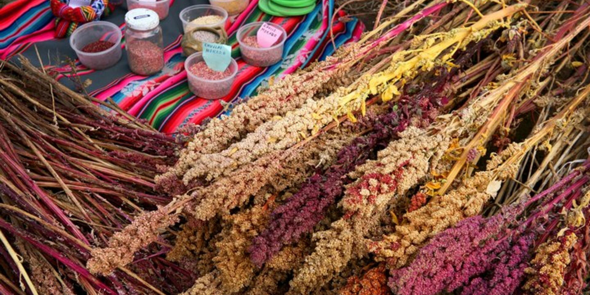 We need to put more biodiversity on the sustainable development menu