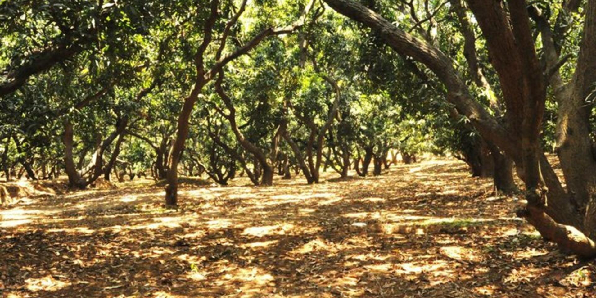 Inherited orchards are a treasure trove of mango diversity in southern India